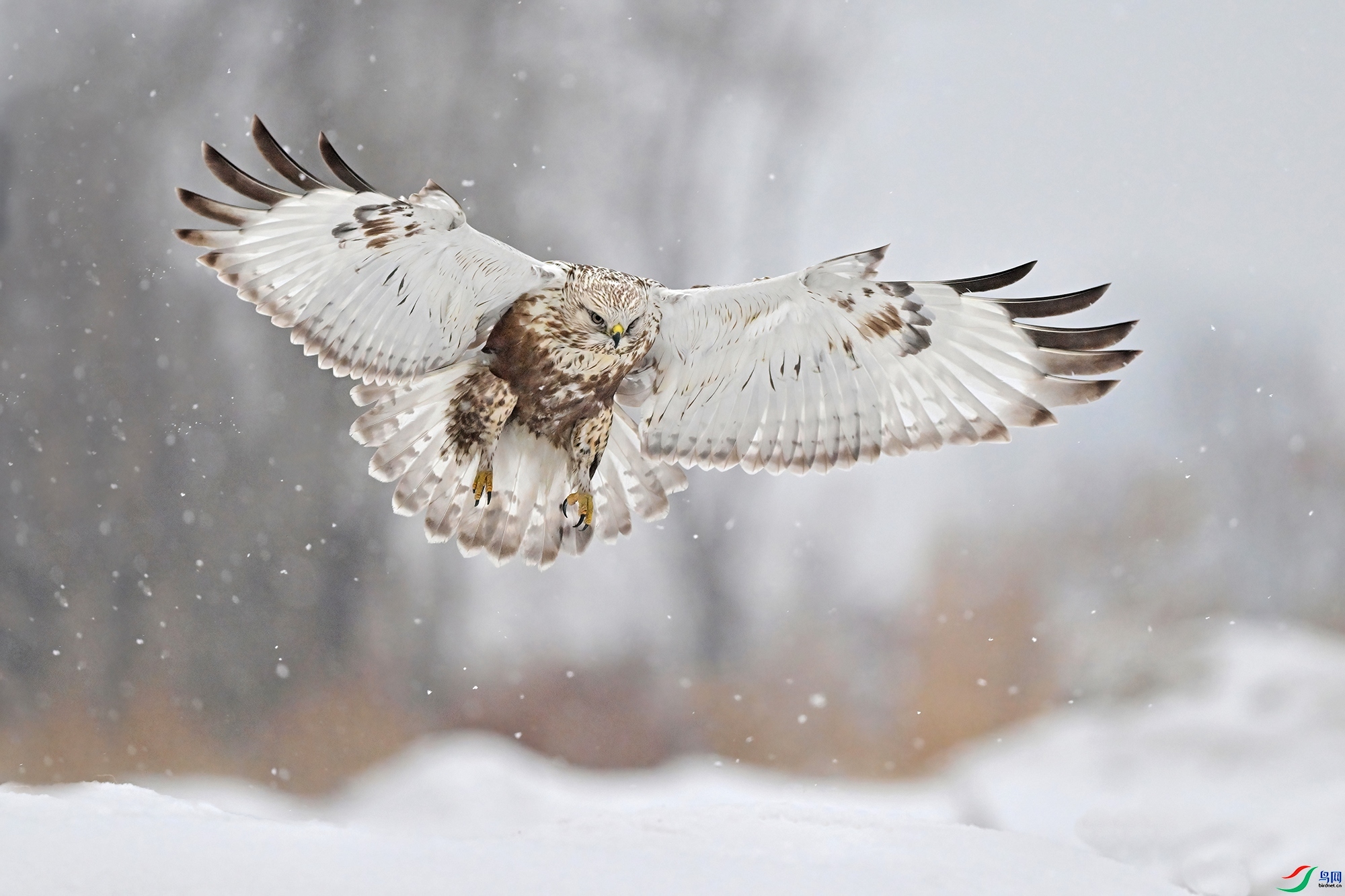 ӭ�綷ѩ ���� 0451x  ����.jpg