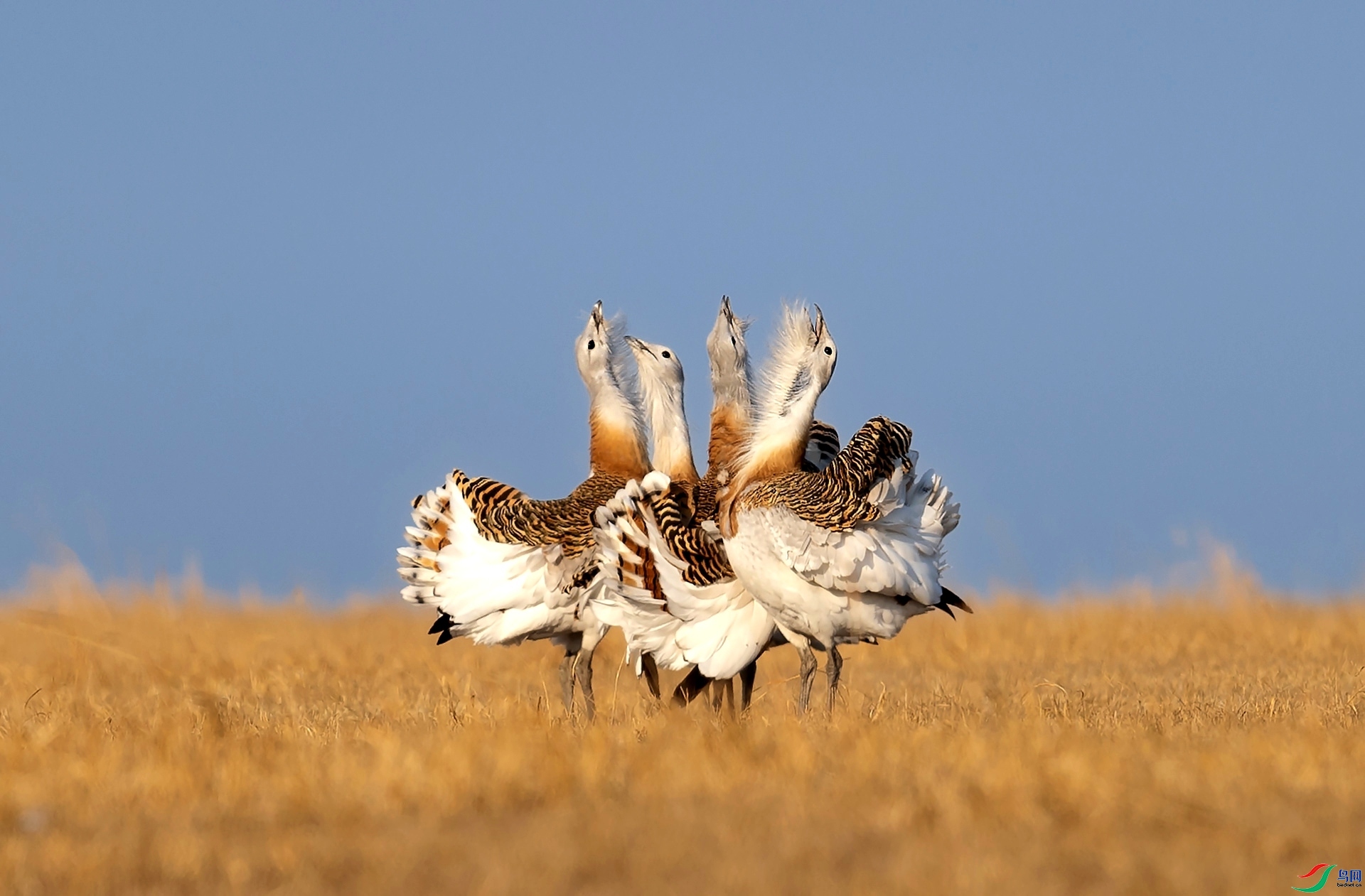 ӭ�����س�  �����������99  ����.jpg