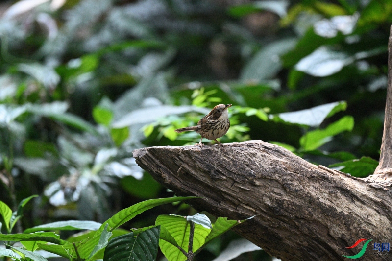 DSC_6178.JPG