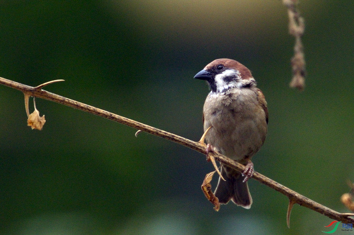 _DSC000 (6).tifzz_������С.jpg