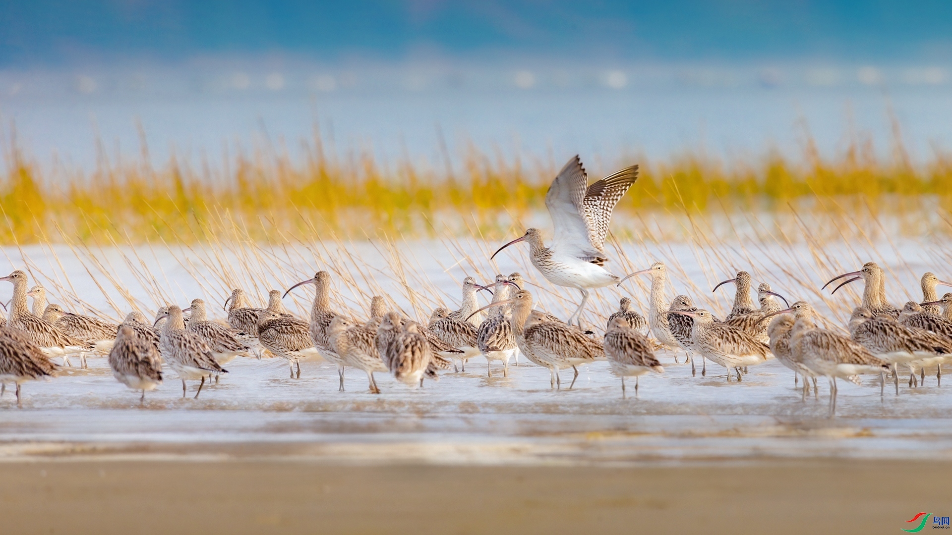 3.31Դ����Ȼ��ʦ��Ʒ  ������֮�͡� ��ף���ٻ����������.jpg