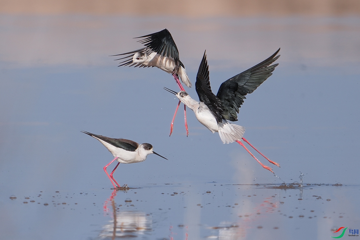 DSC01227 ����.jpg