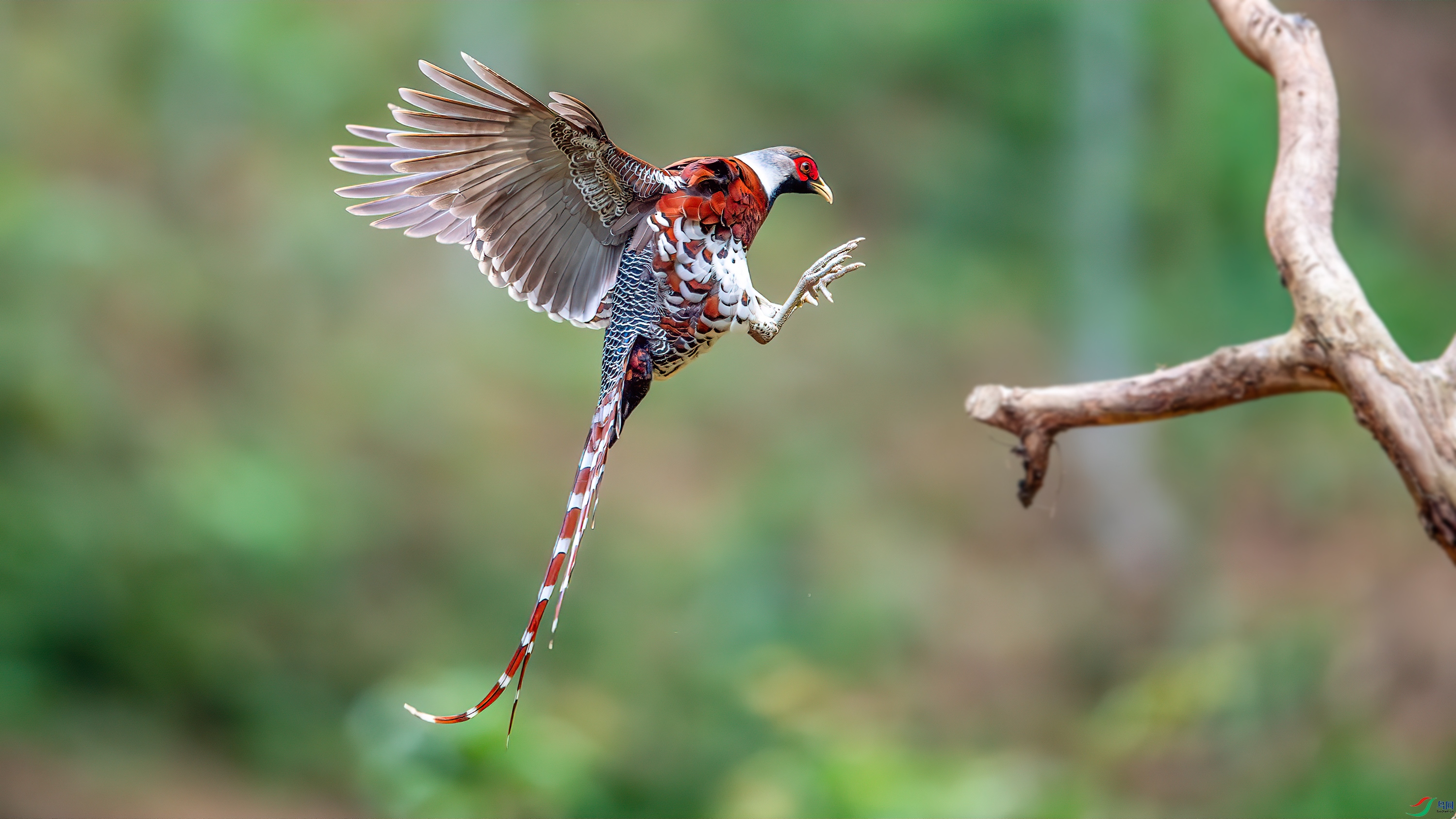 DSC_3809-����ǿ-NR.jpg