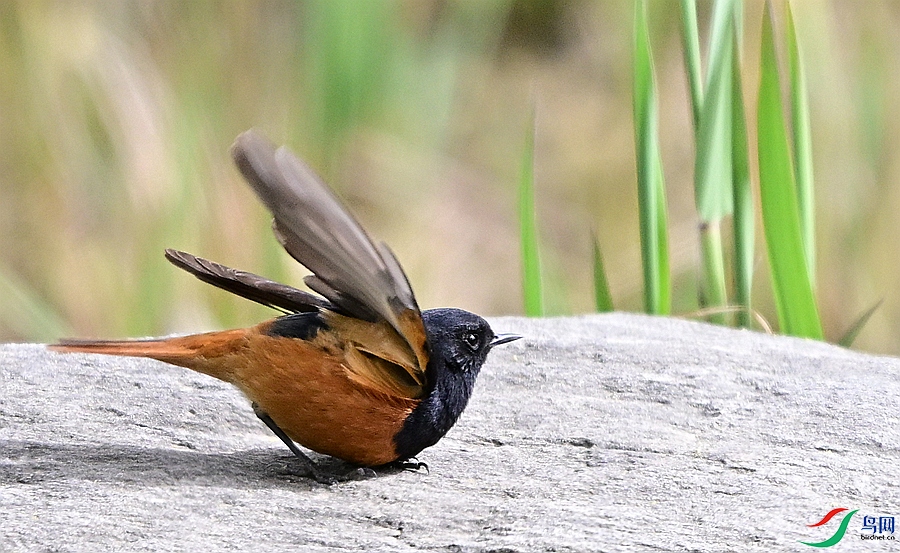 DSC_6706 - ����.JPG