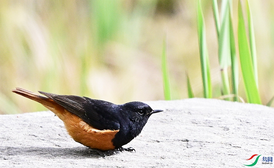 DSC_6705 - ����.JPG