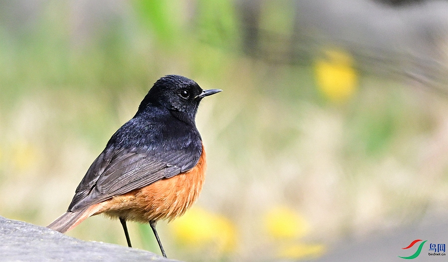 DSC_6661 - ����.JPG