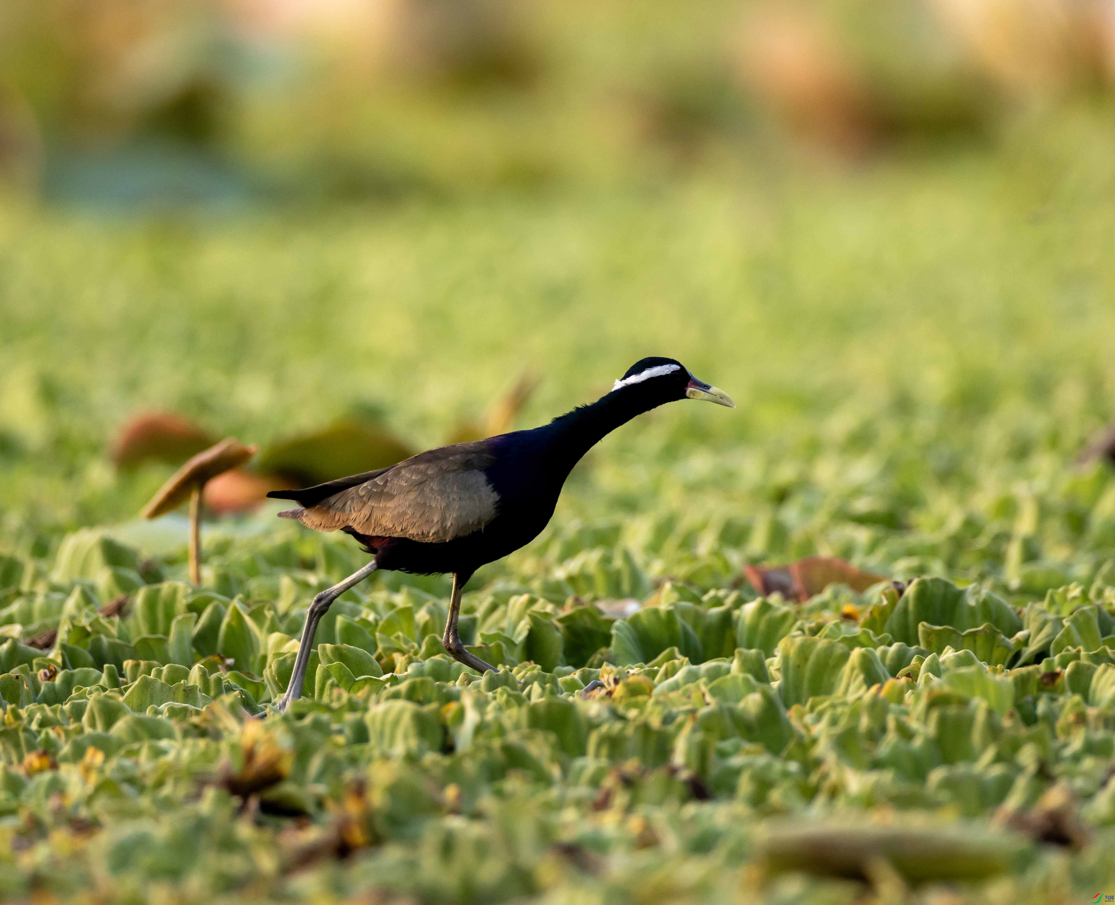 1-xt4L2A0173 ����.jpg