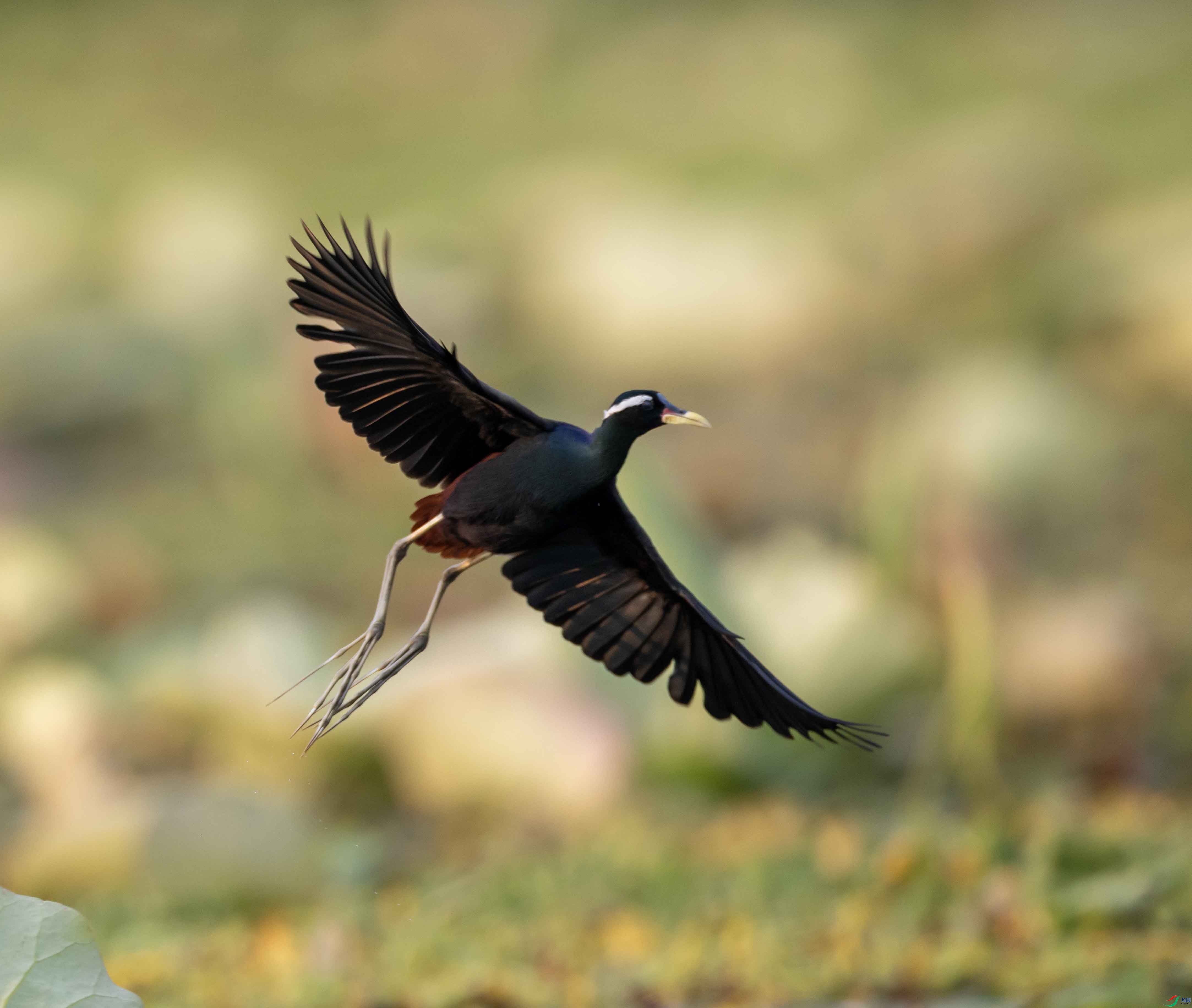 1-xt4L2A0320 ����.jpg