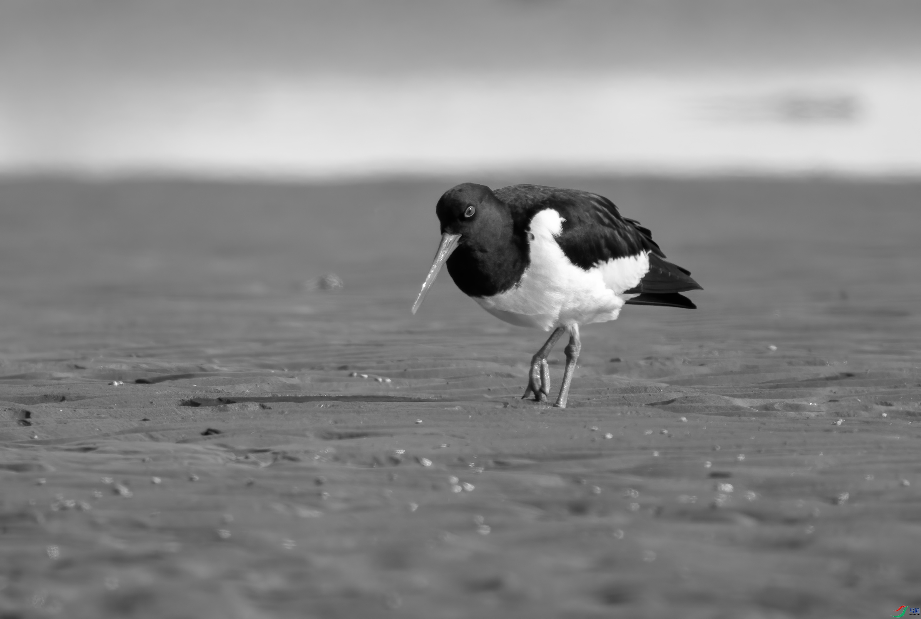 DSC00158 ����.jpg