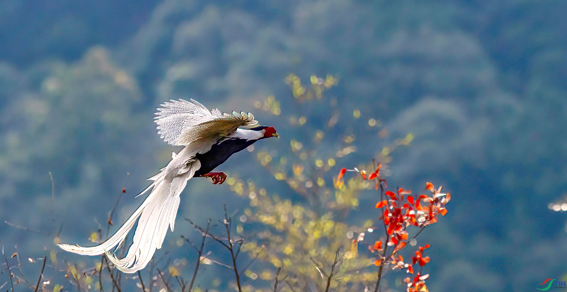 060A3507 ����-Sha---1 .jpg