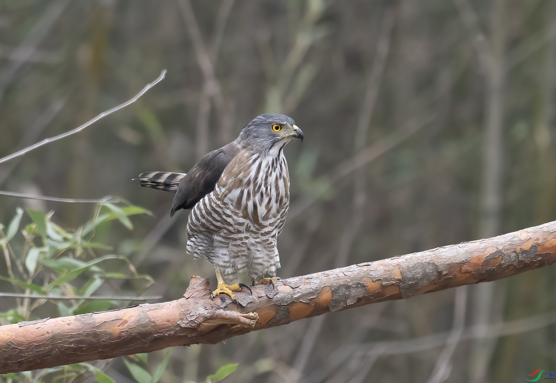 1DS_9137 ����_����.jpg