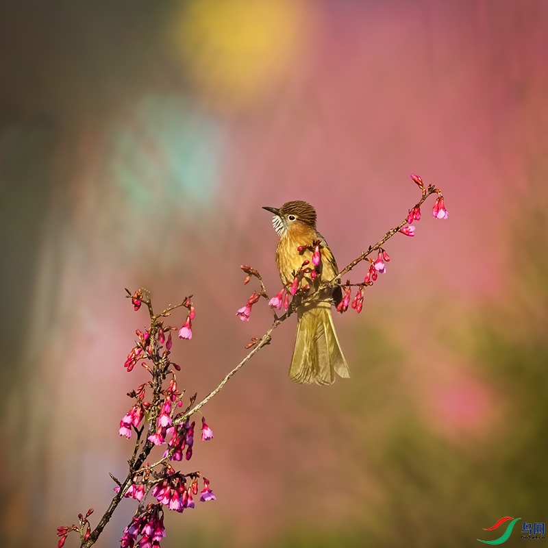 _L4I1980�̳�̽���-����.jpg