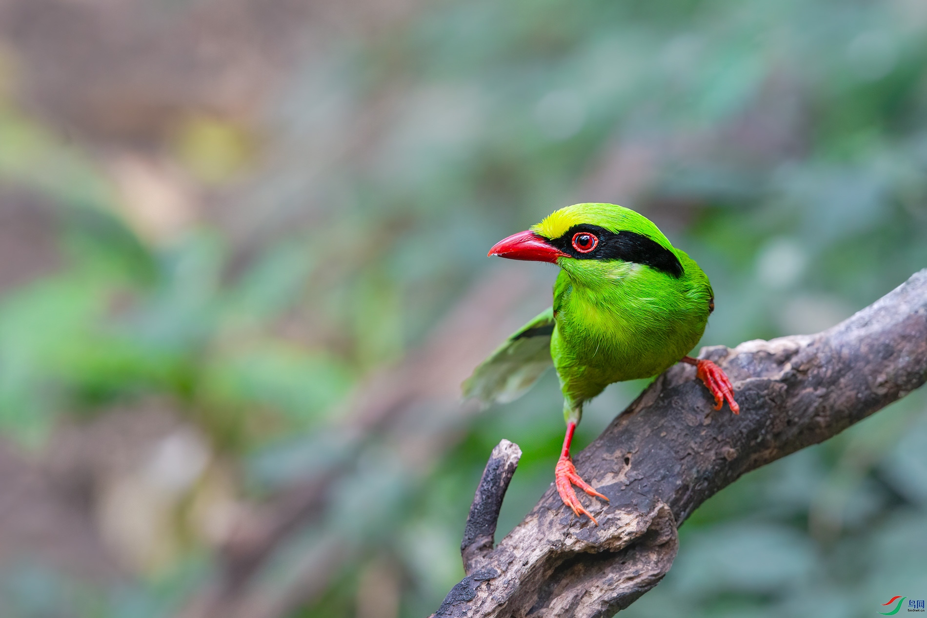 a_67060-1.jpg