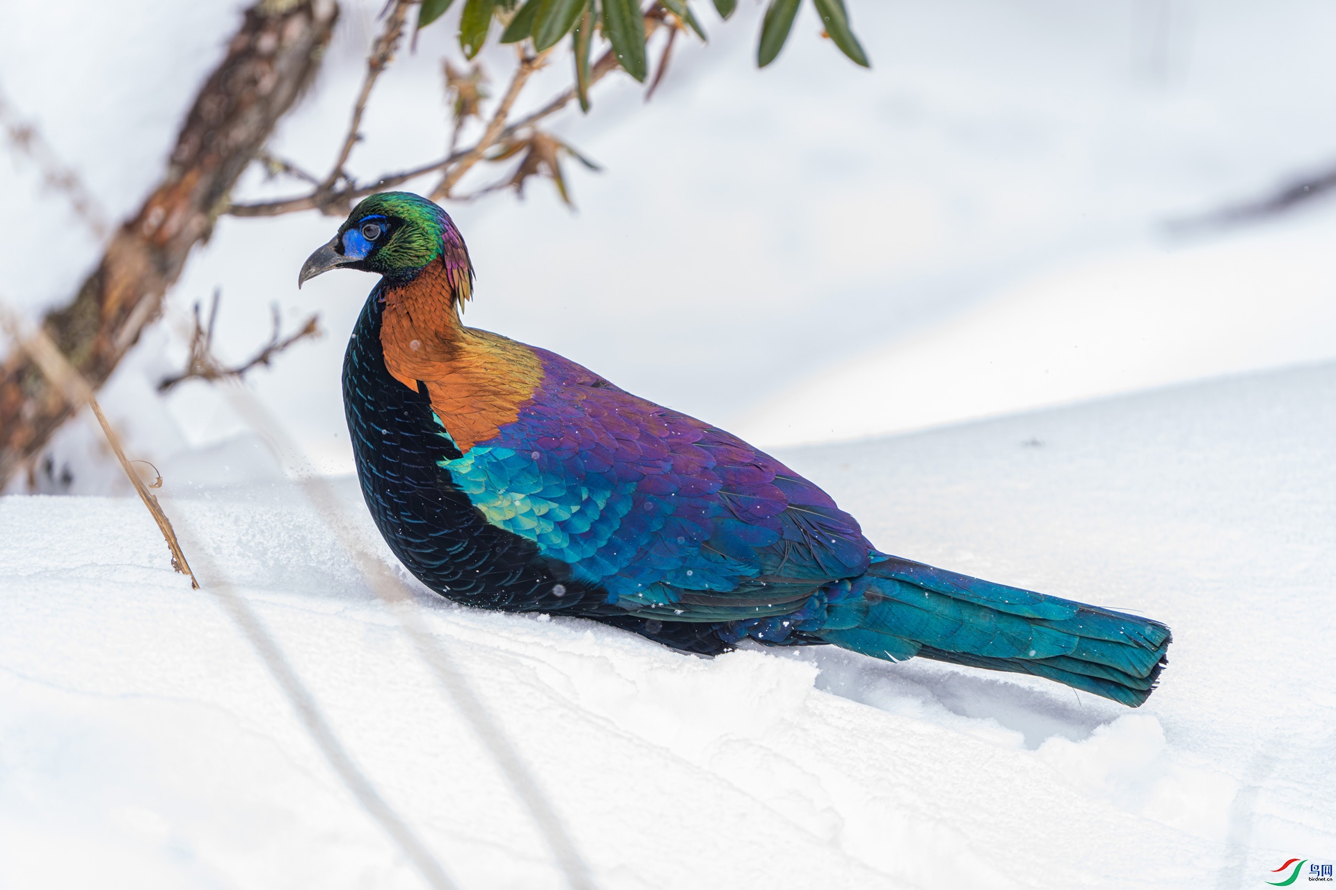 ��β����