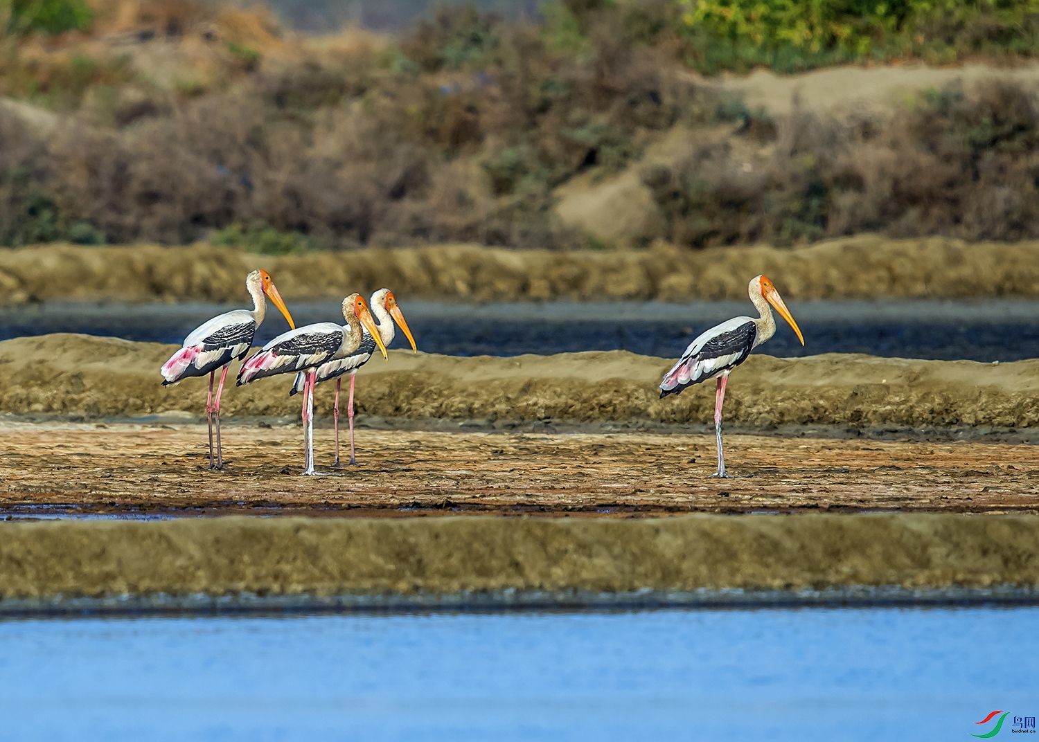 DSC_7335a.jpg