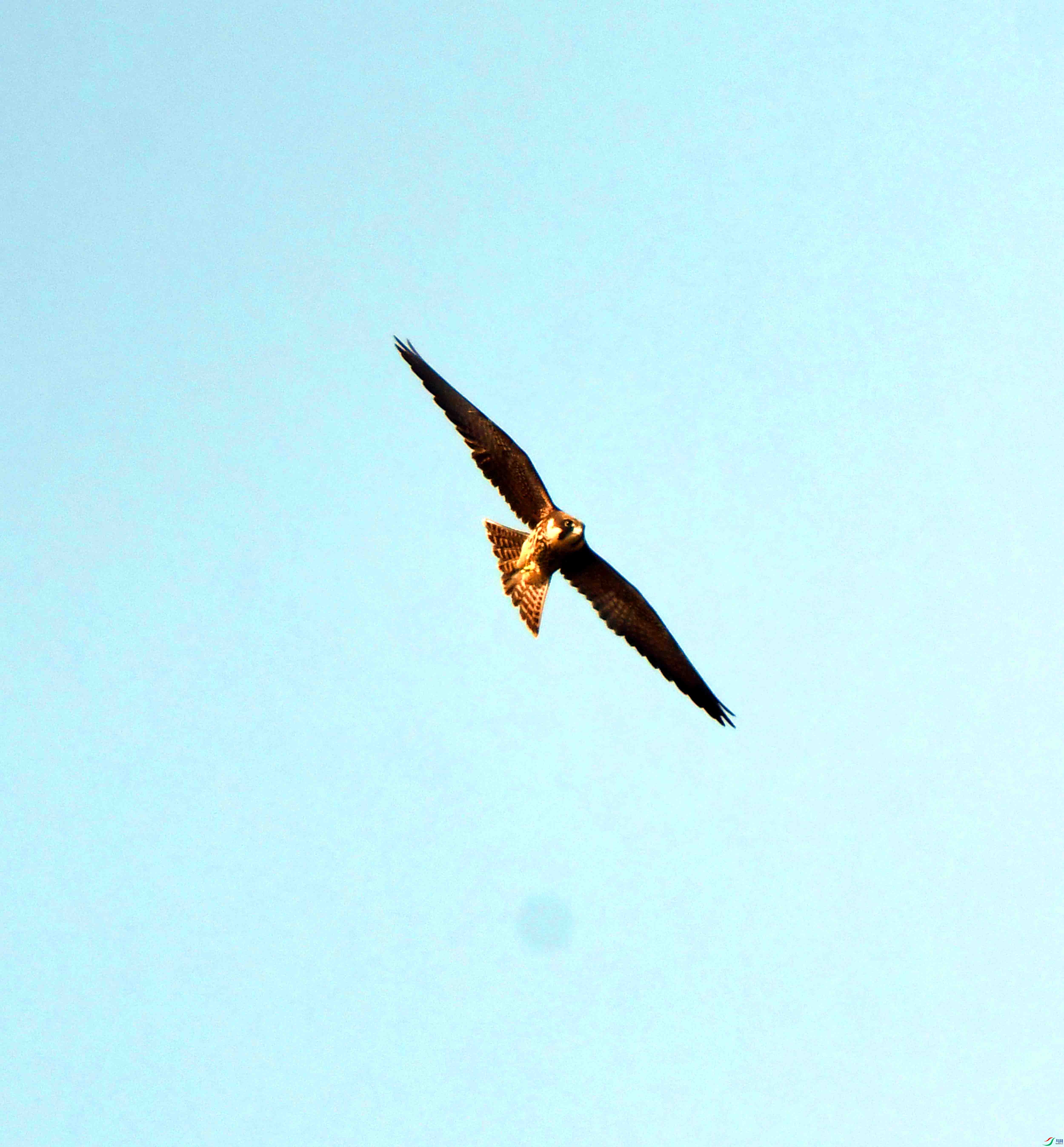 DSC_4136.JPG