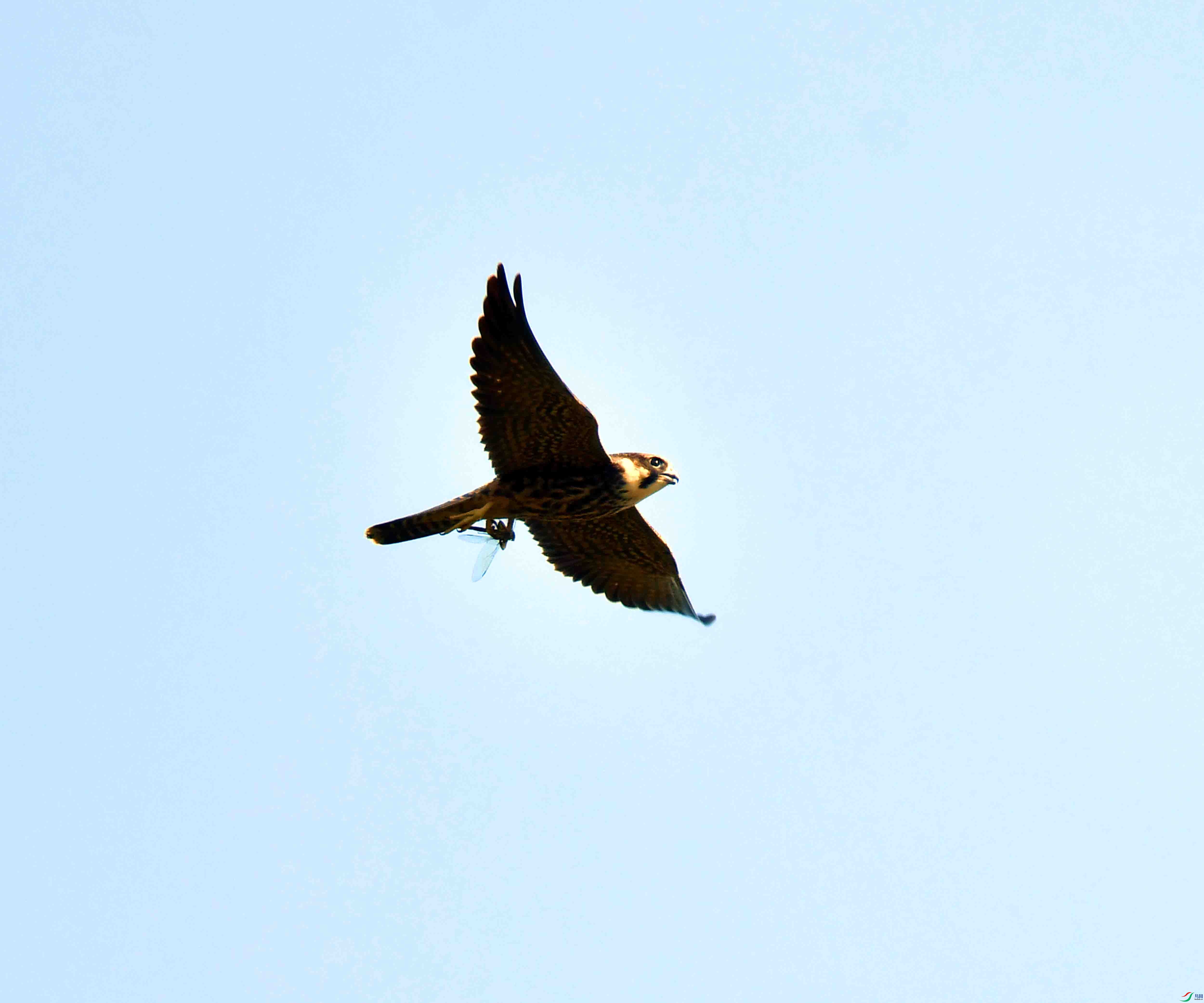 DSC_4236.JPG