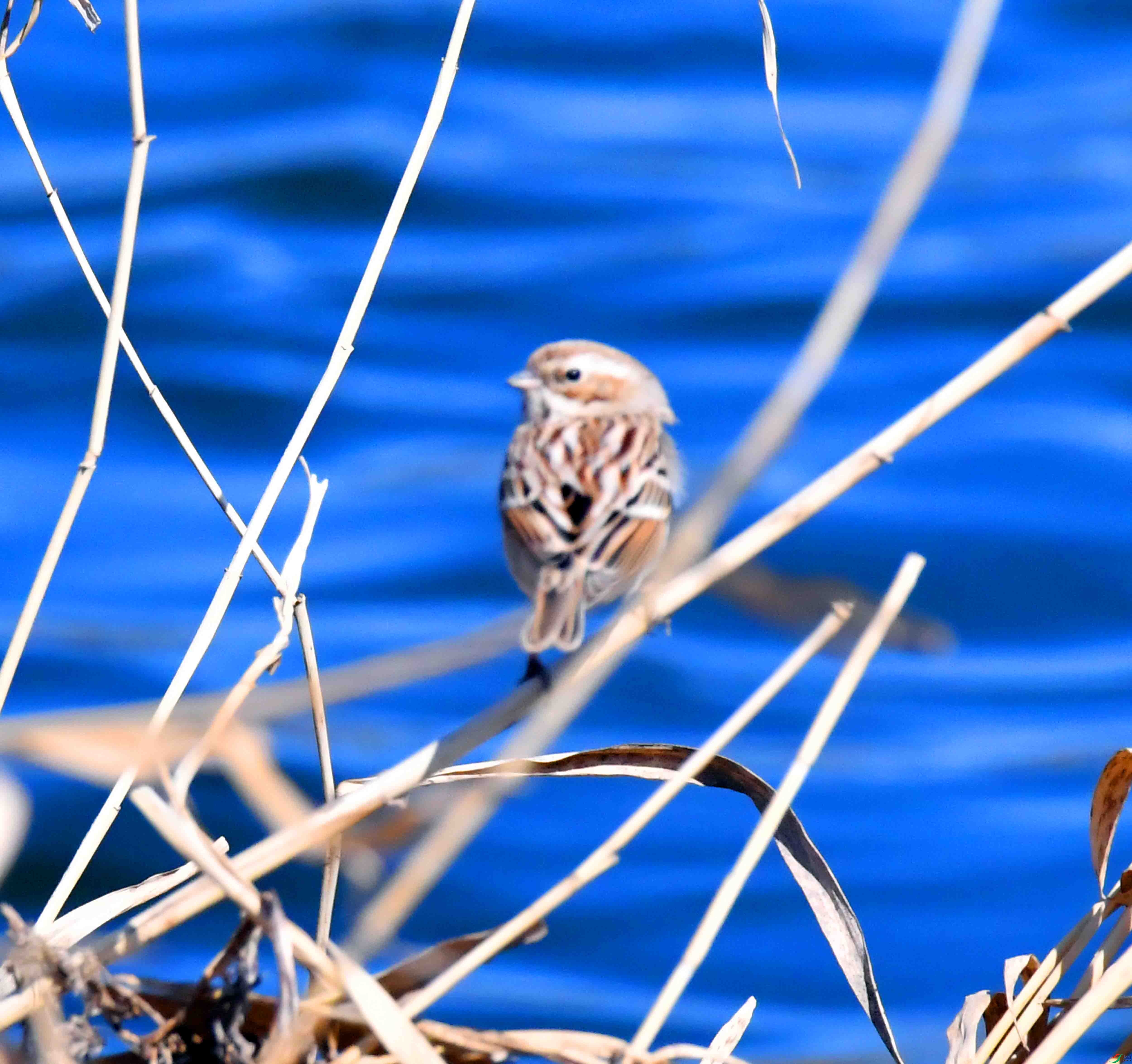DSC_0737.JPG