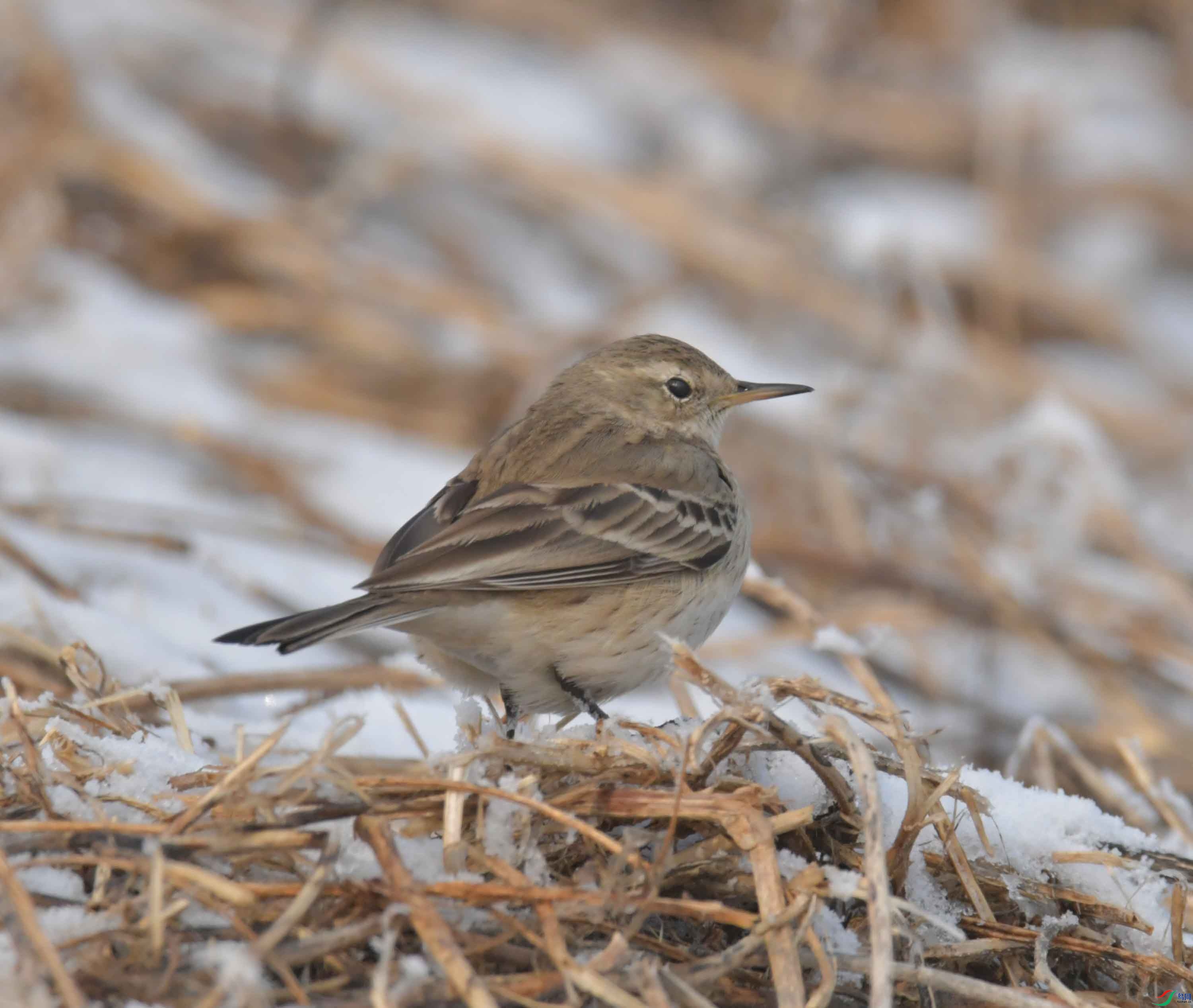 DSC_5295.JPG