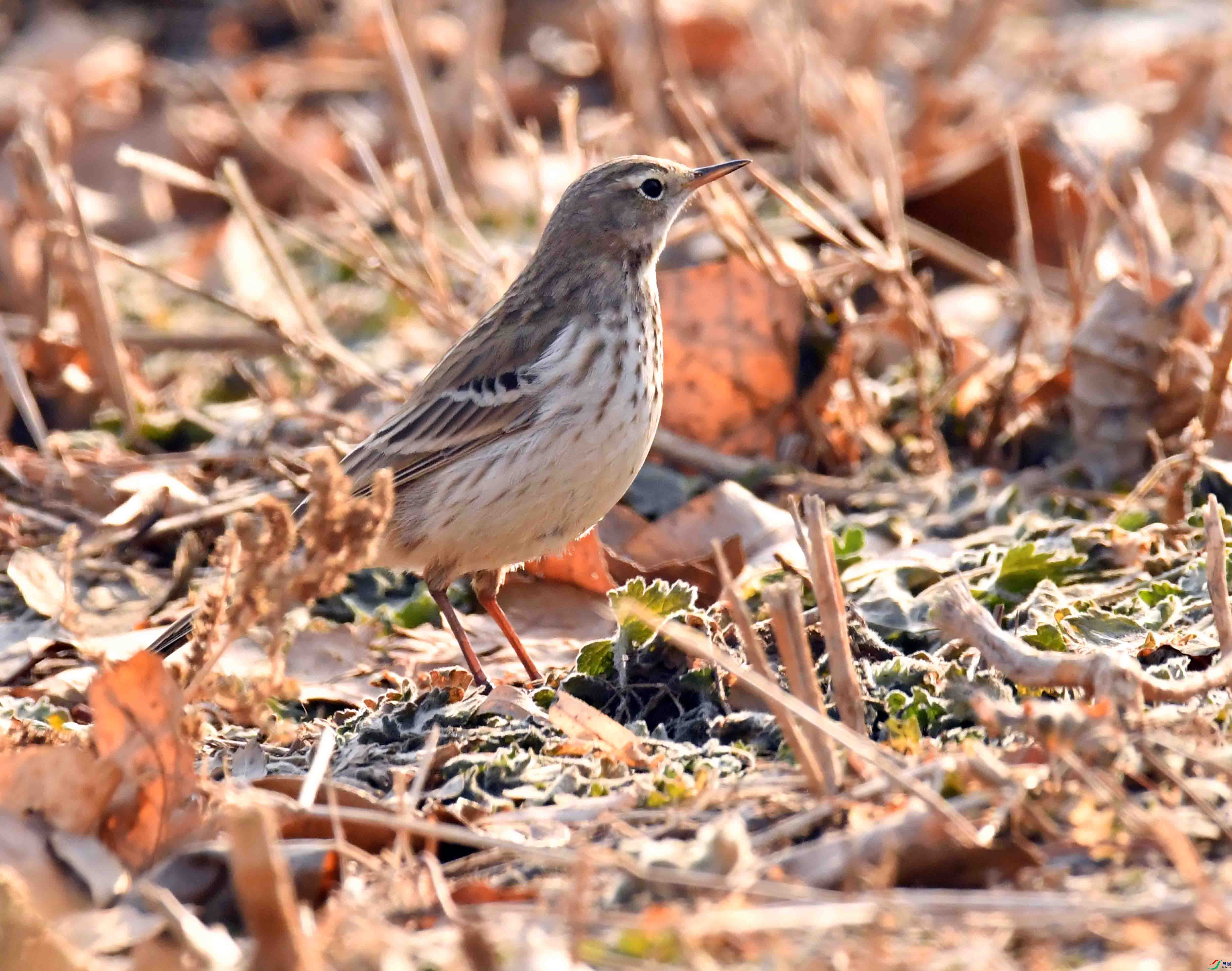 DSC_6685.JPG