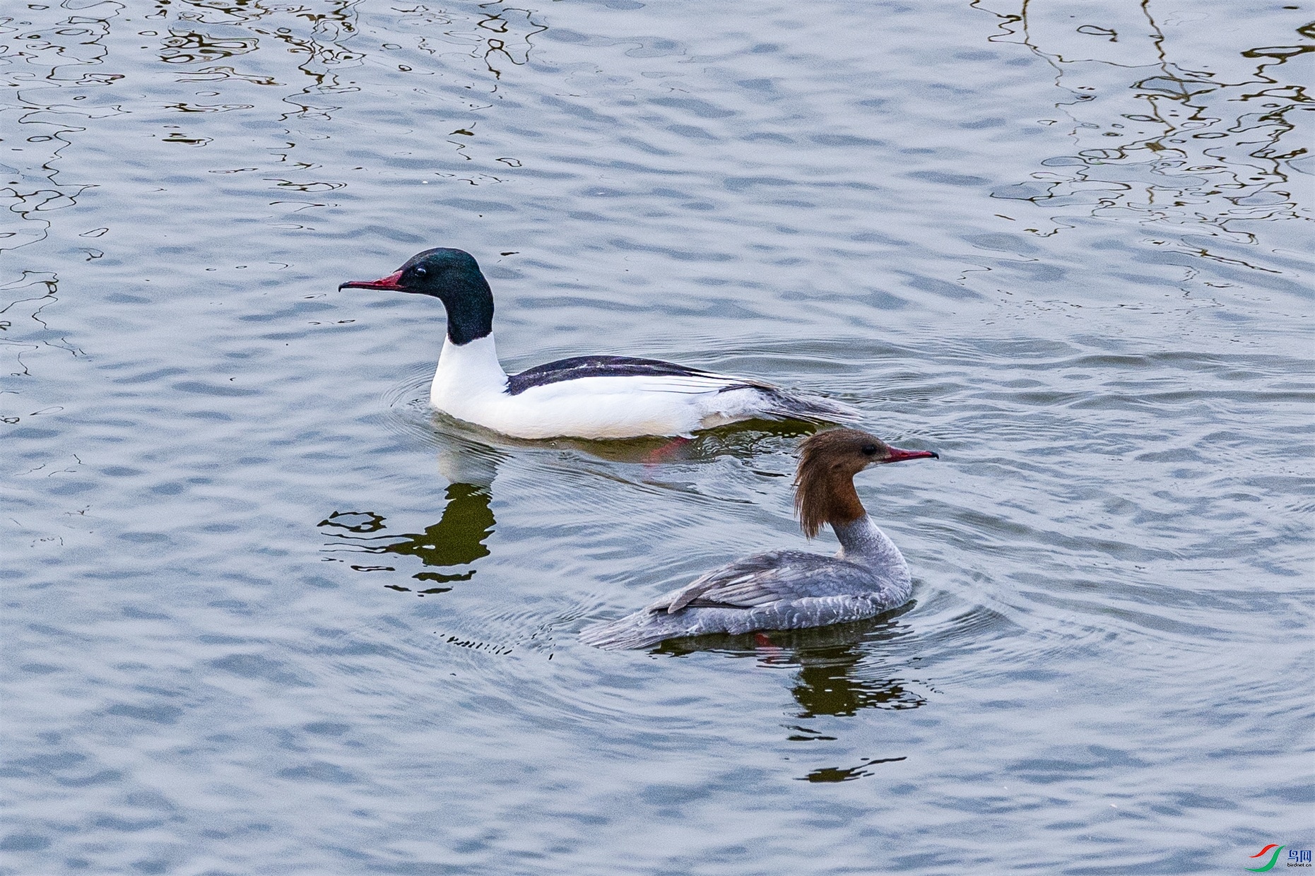 1K3A6156 ����1.jpg