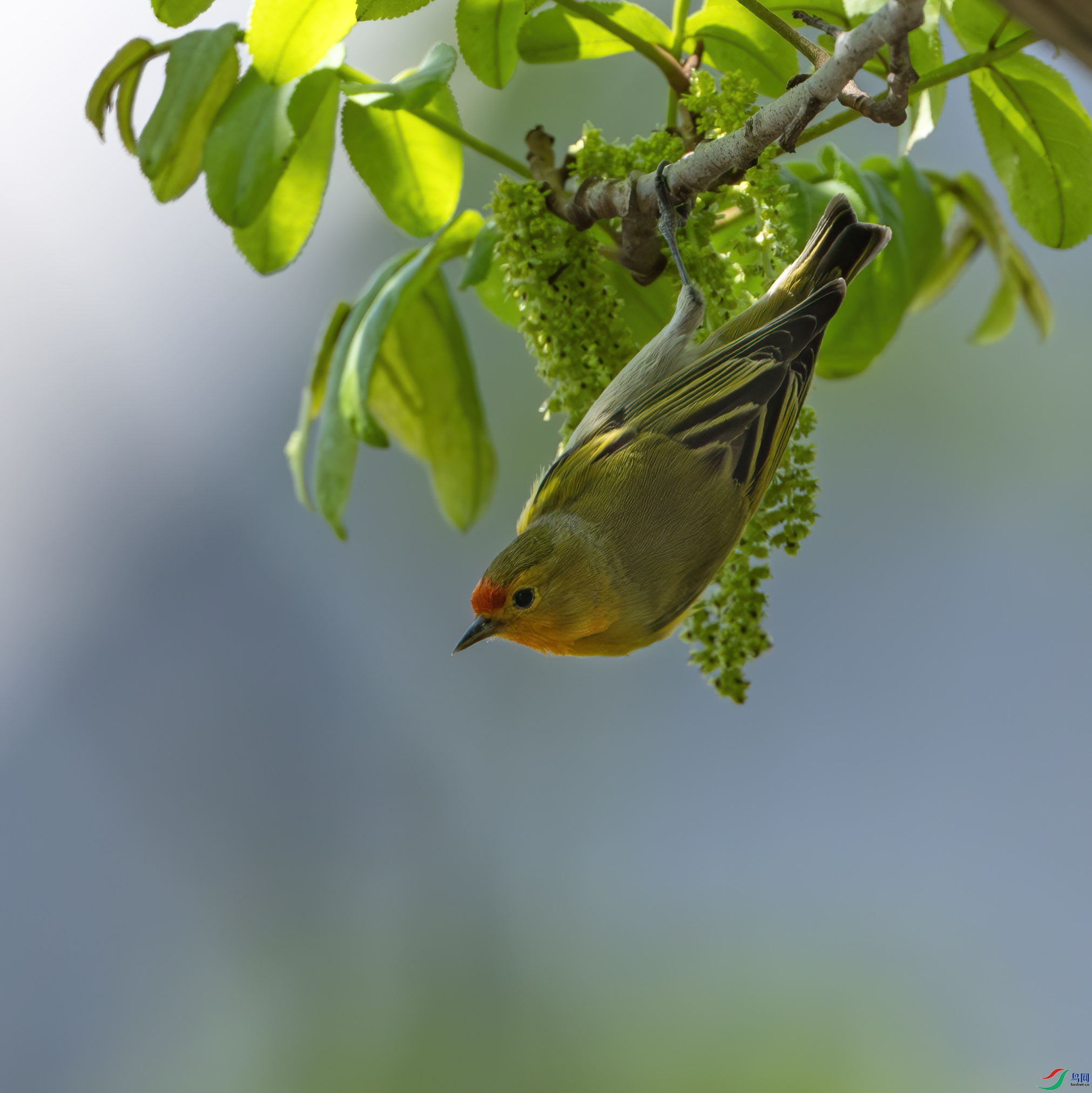 DSC_6515-����ǿ-NR ����.jpg