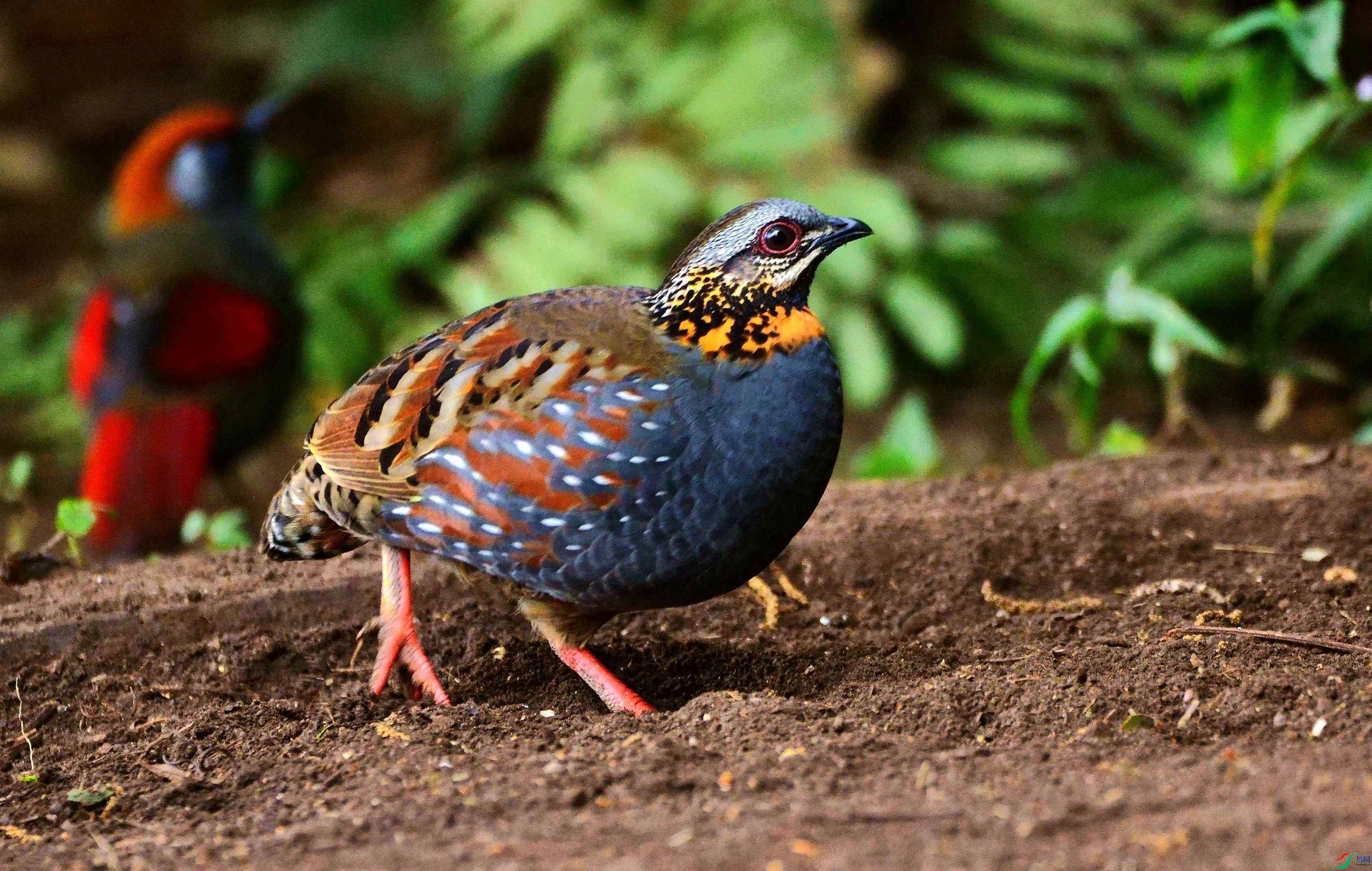 DSC_9477.JPG