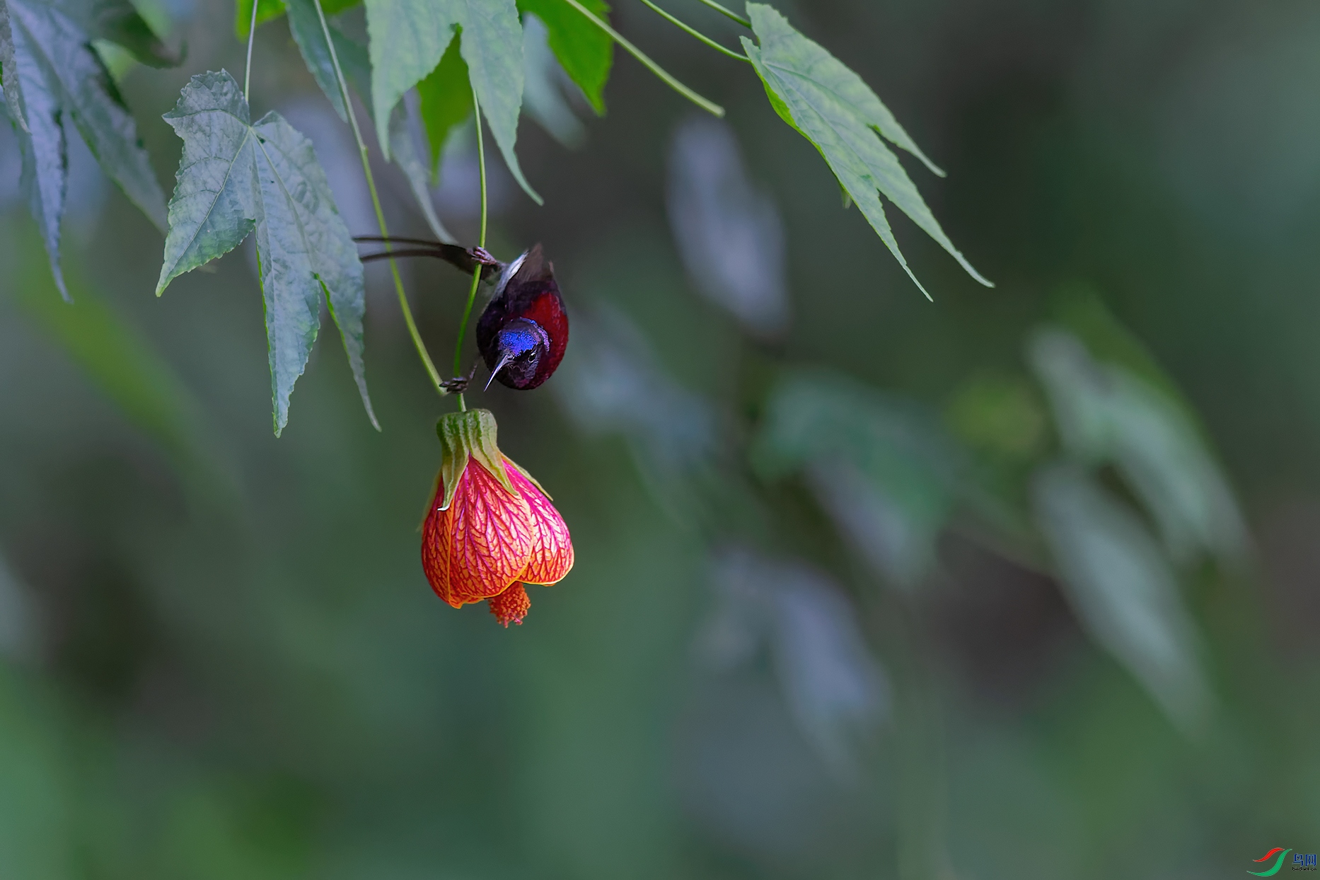 DSC_0809_DxOa.jpg