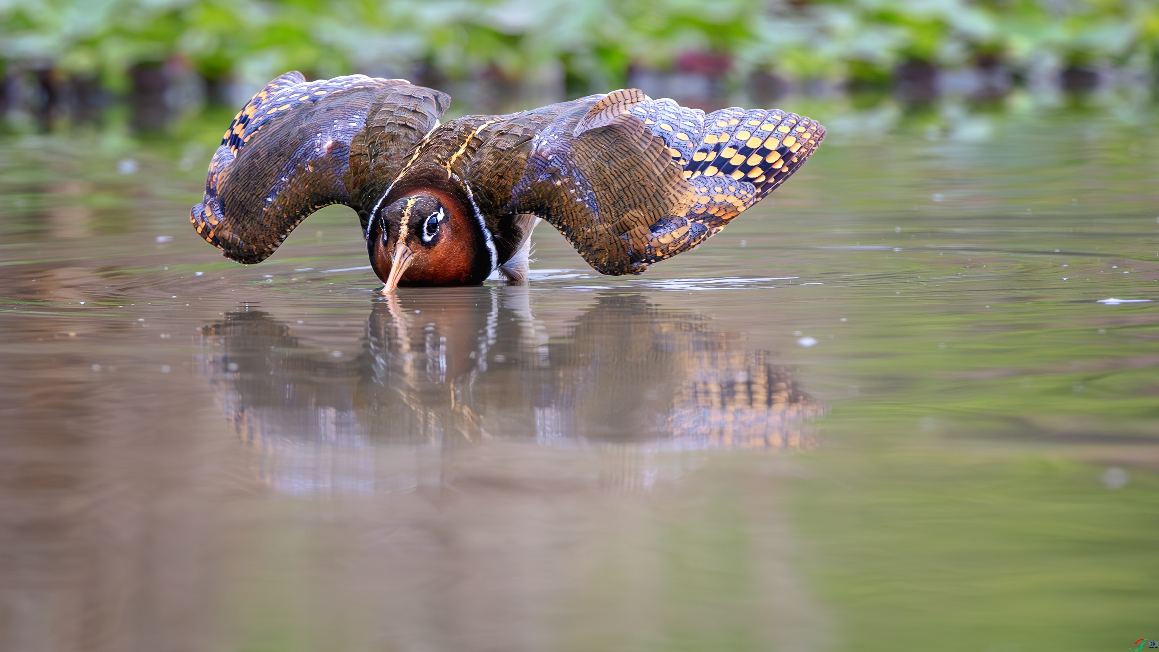 _DSC8125-����ǿ-NR ����1.jpg