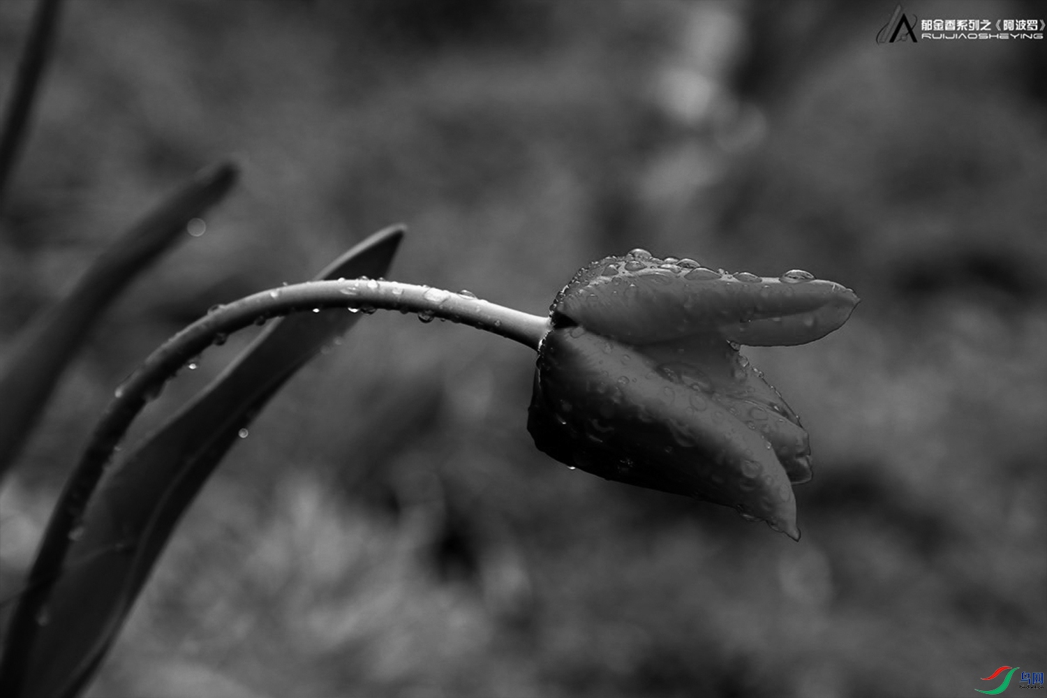 IMG_2579.jpg