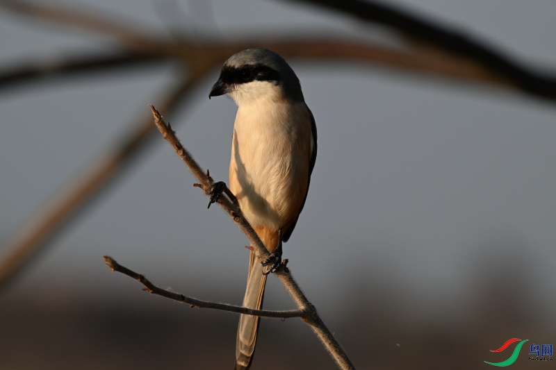 DSC_1069.JPG