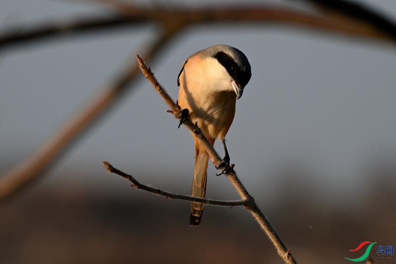 DSC_1078.JPG