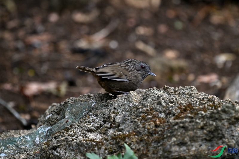 DSC_1971.JPG