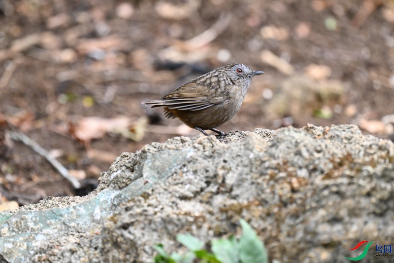 DSC_2897.JPG
