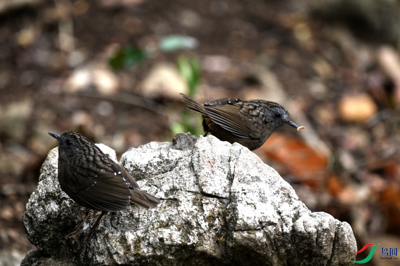 DSC_1981.JPG