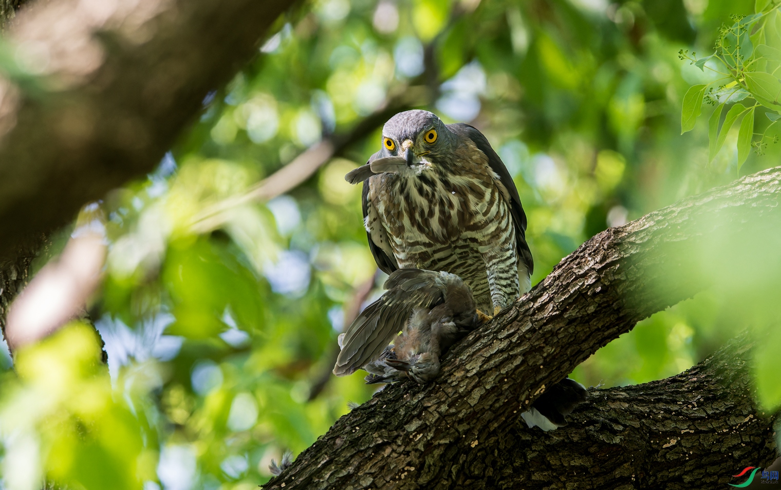 _DSC8329-NEF_DxO_DeepPRIMEXD-1.jpg