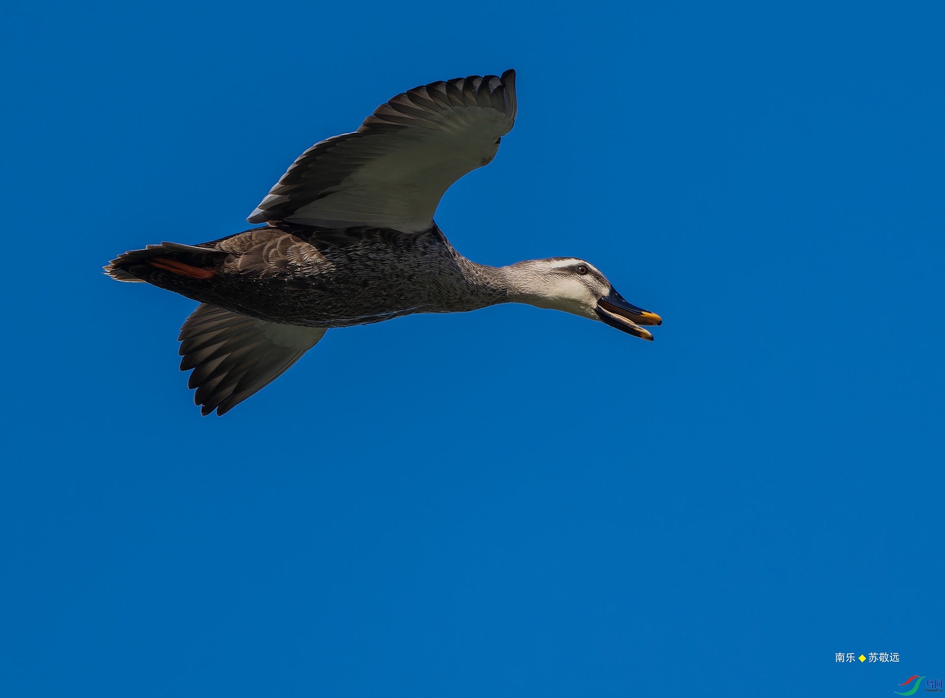 _DSC6621-NEF_DxO_С.jpg