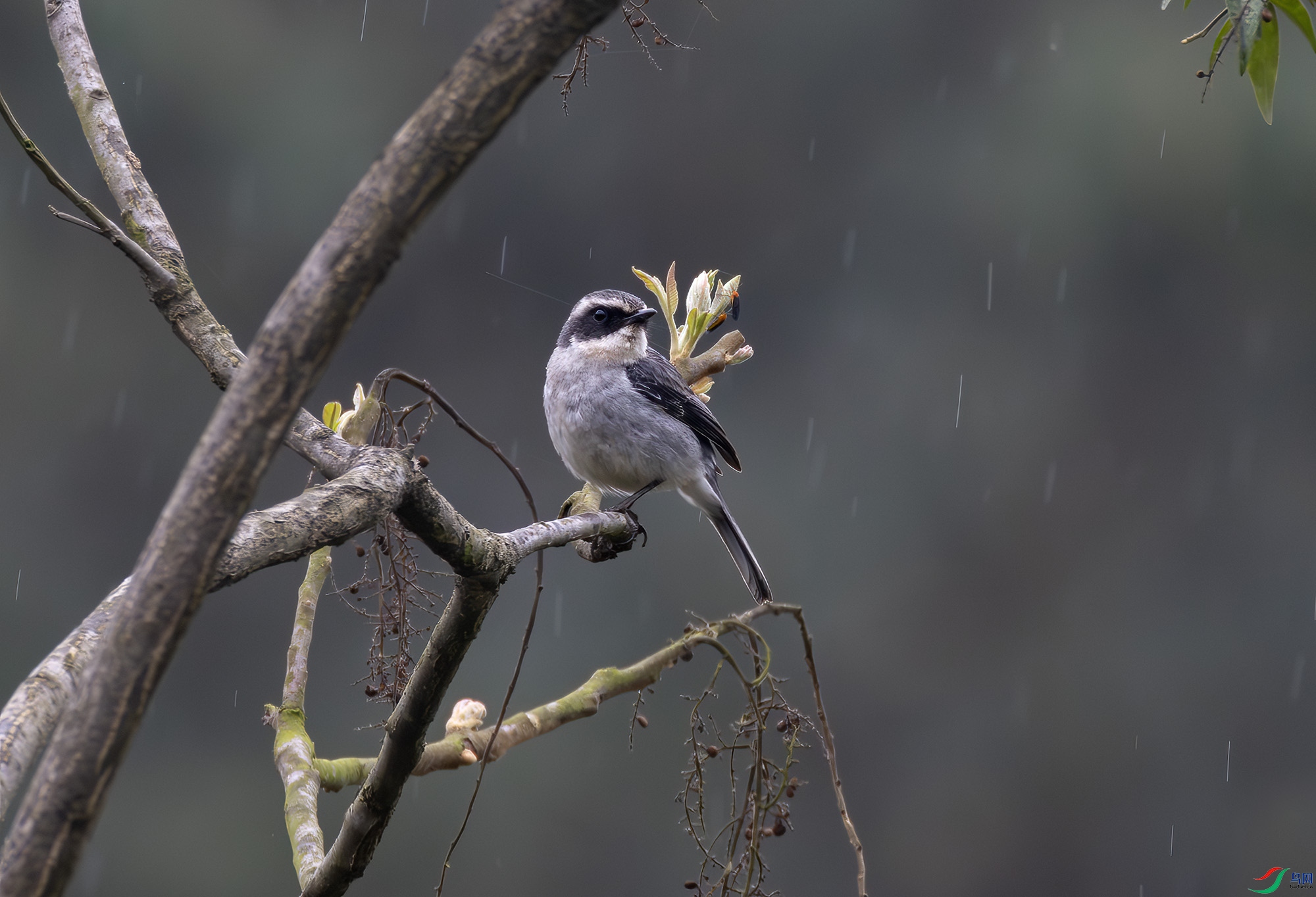 2I1A9748-����ǿ-NR ����.jpg