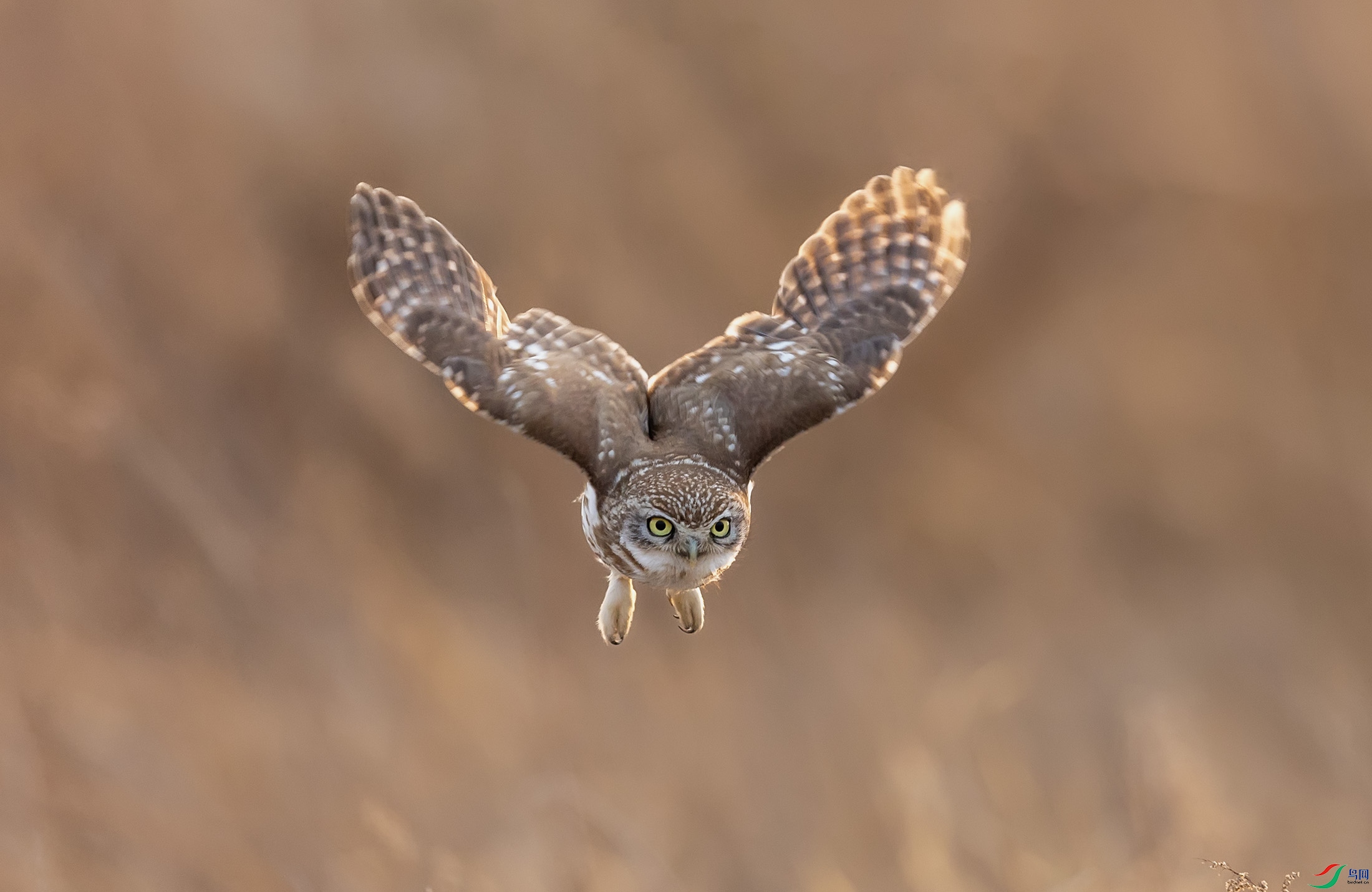 ���Ƹ�С�^