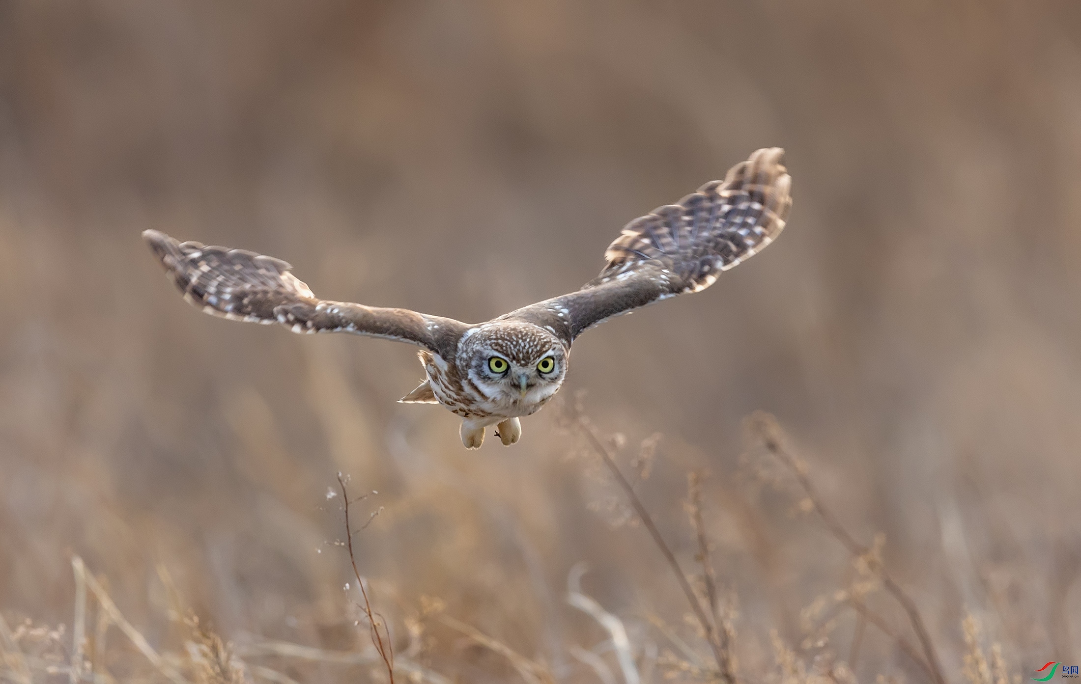 ���Ƹ�С�^