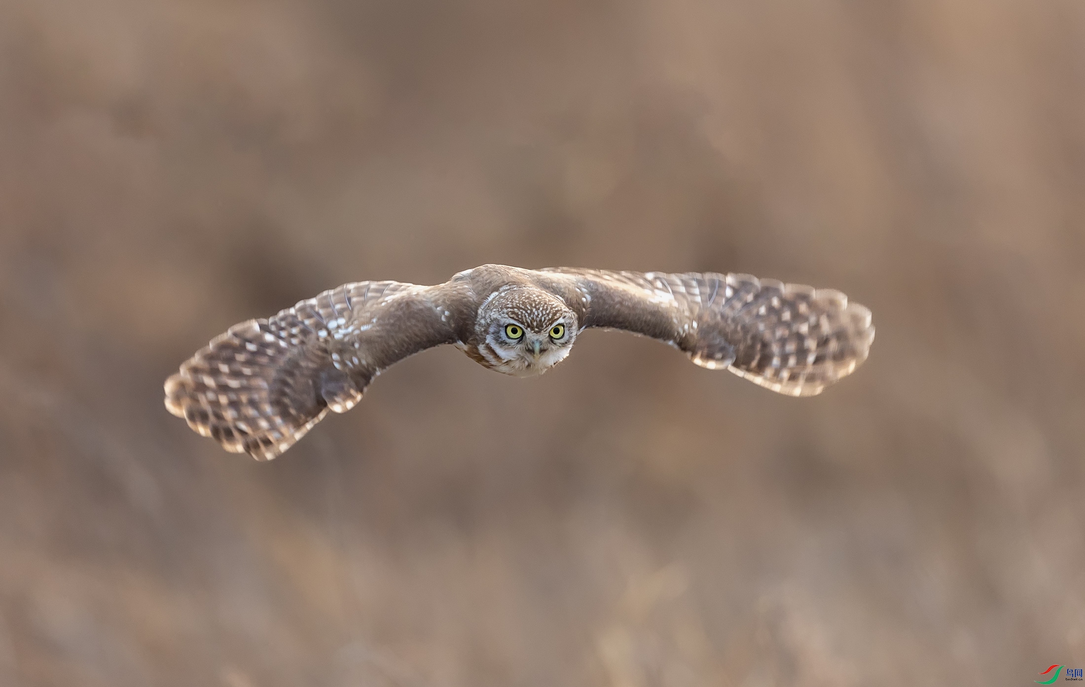 ���Ƹ�С�^