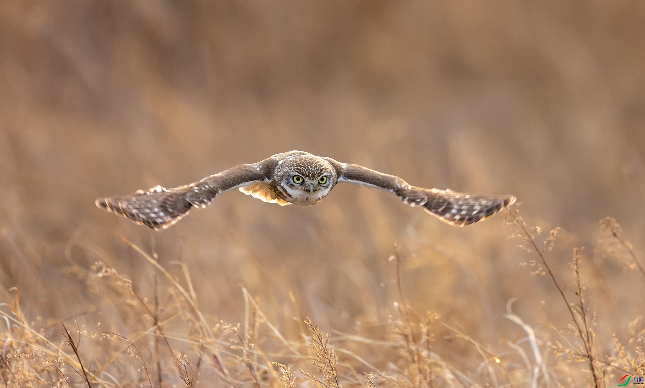 ���Ƹ�С�^