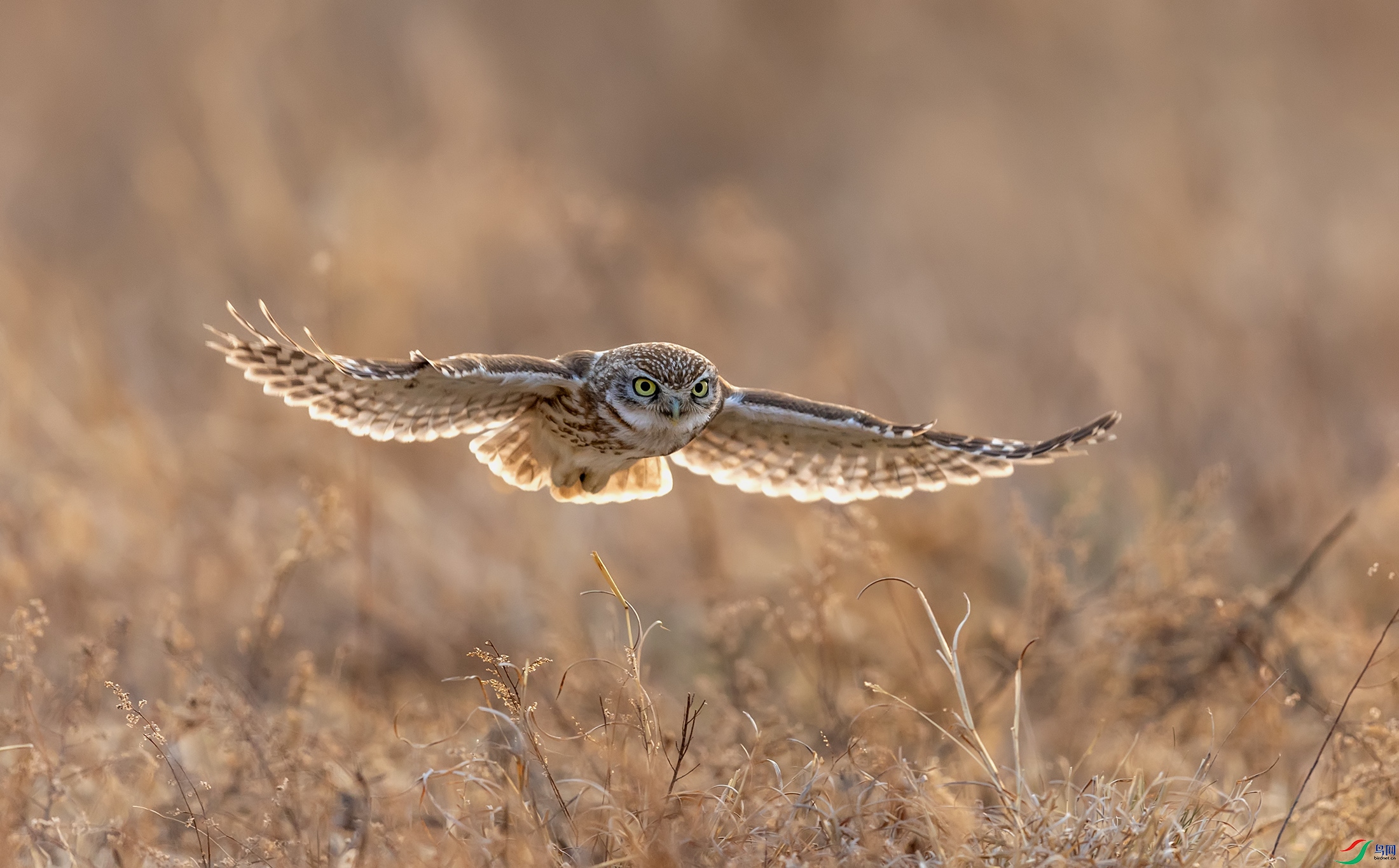 ���Ƹ�С�^