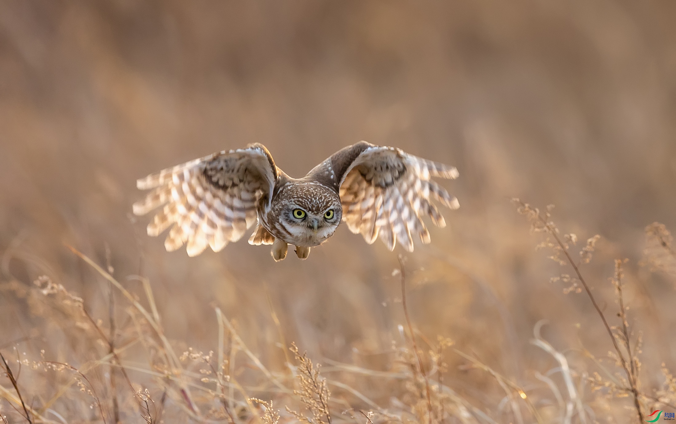 ���Ƹ�С�^