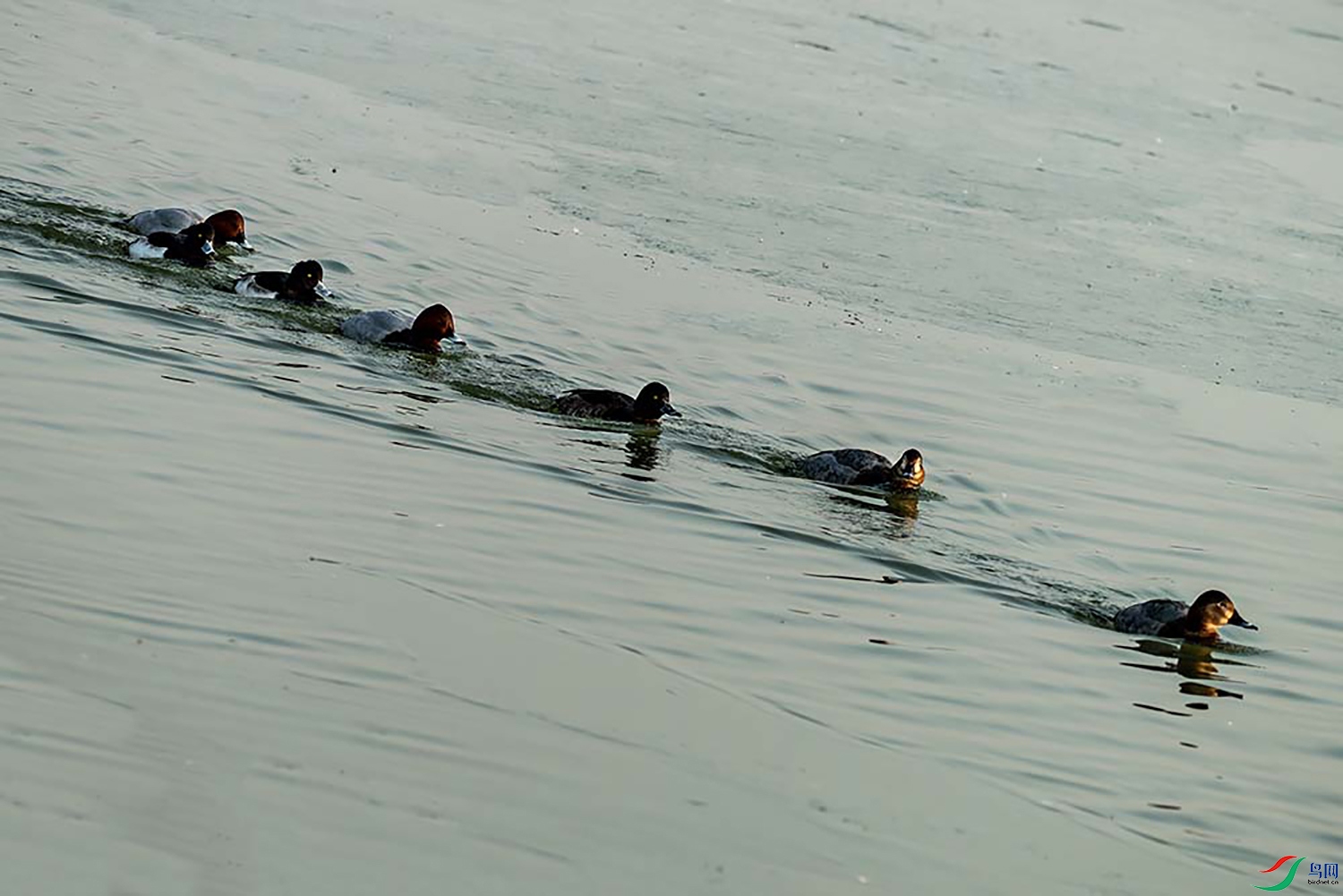 DSC09386-0.jpg
