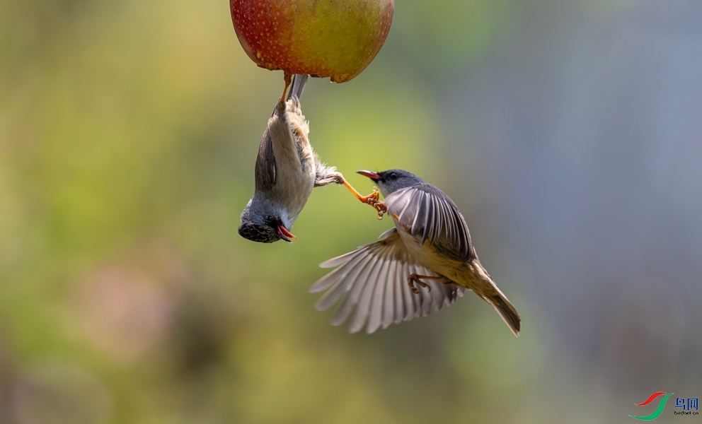 DSC_5111_����.jpg