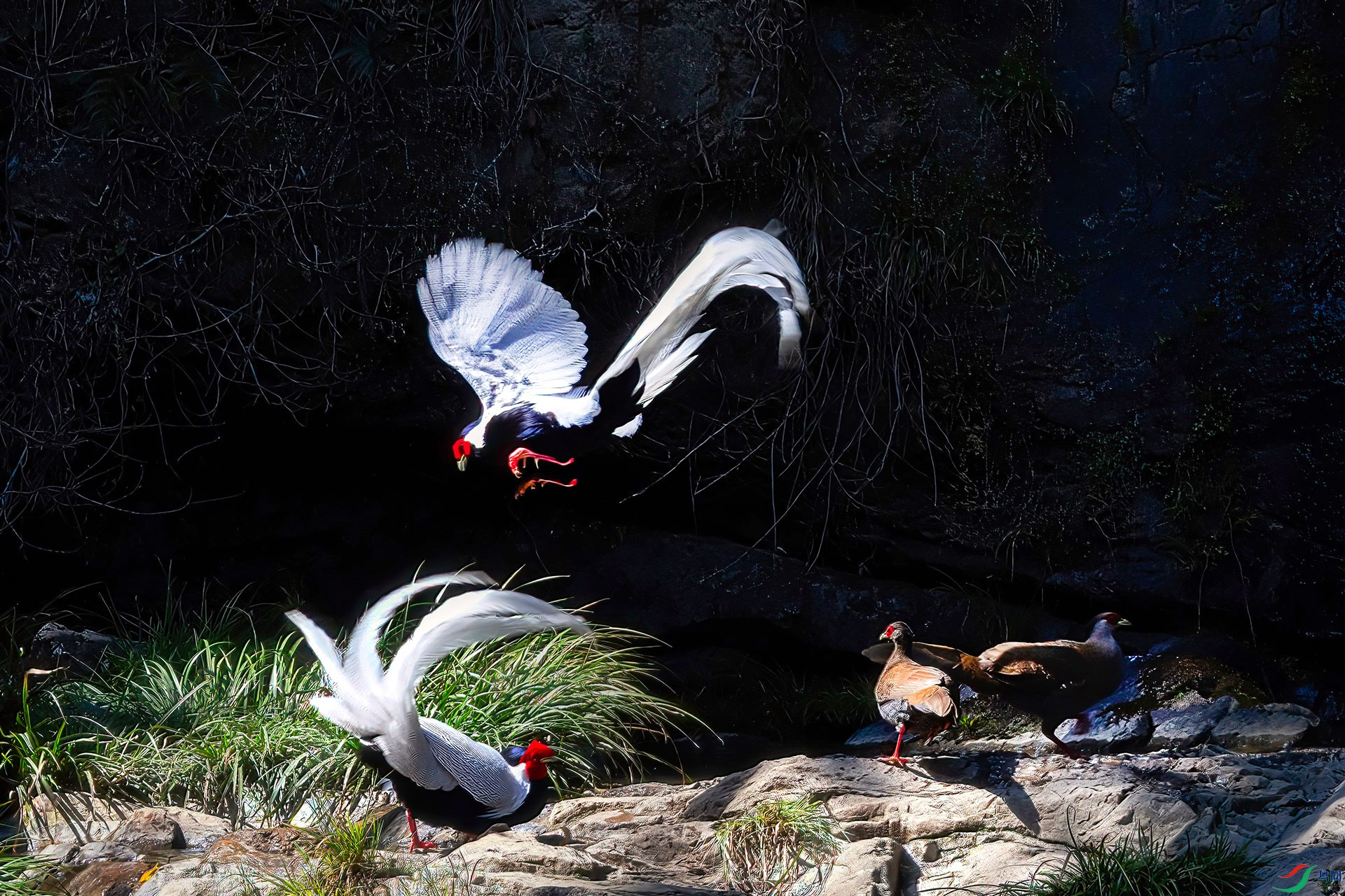 060A0052 ����-Sh---1 .jpg