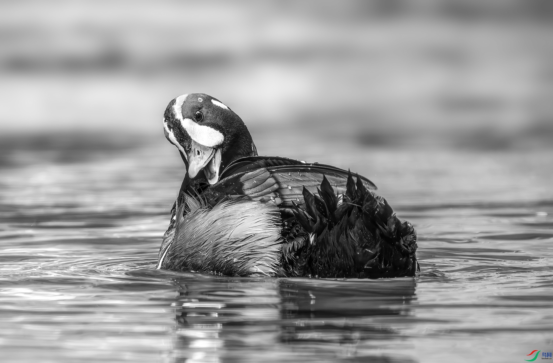 DSC04061-����ǿ-NR ���� 2.jpg