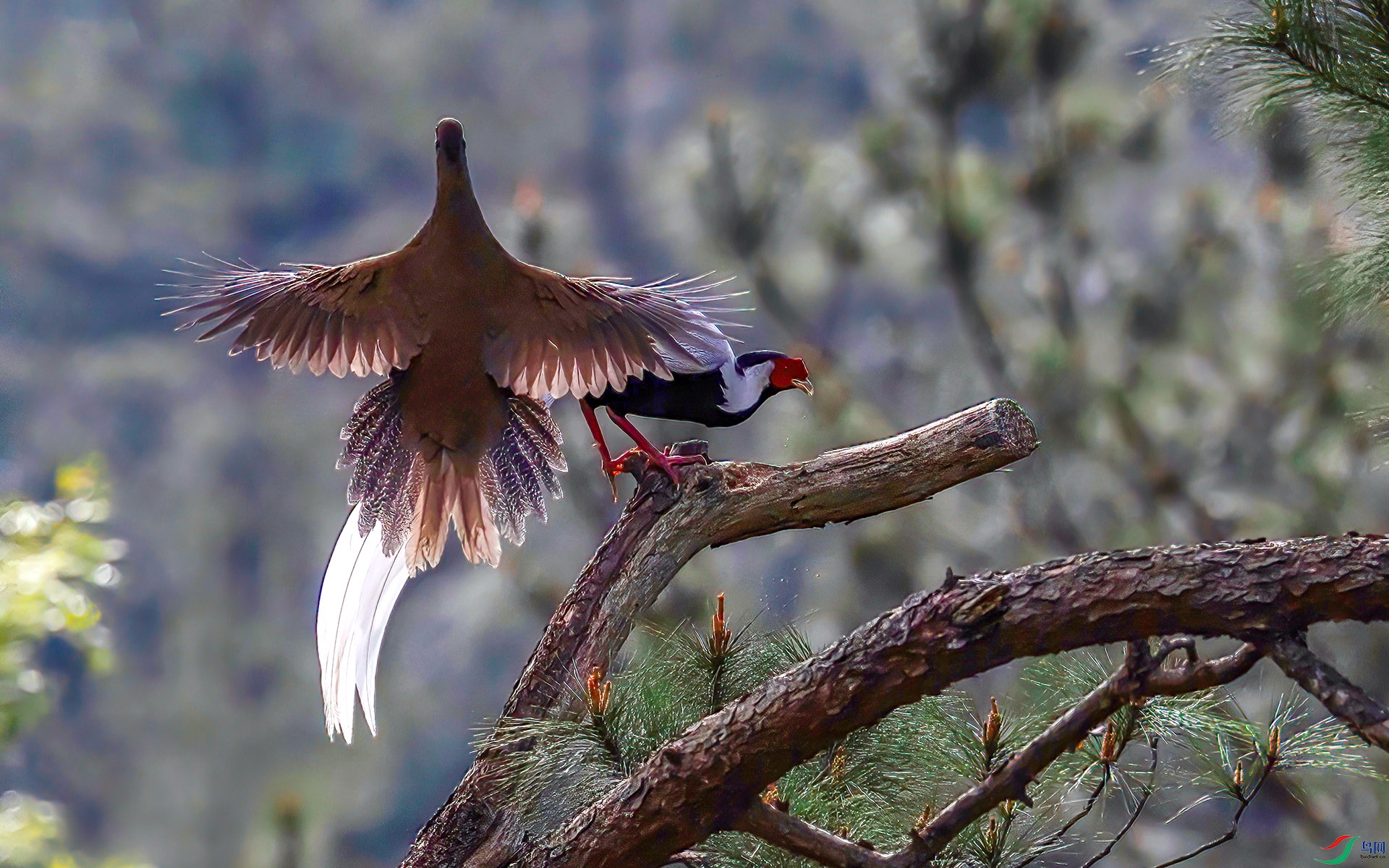 060A4048 ����-Sh----1 .jpg