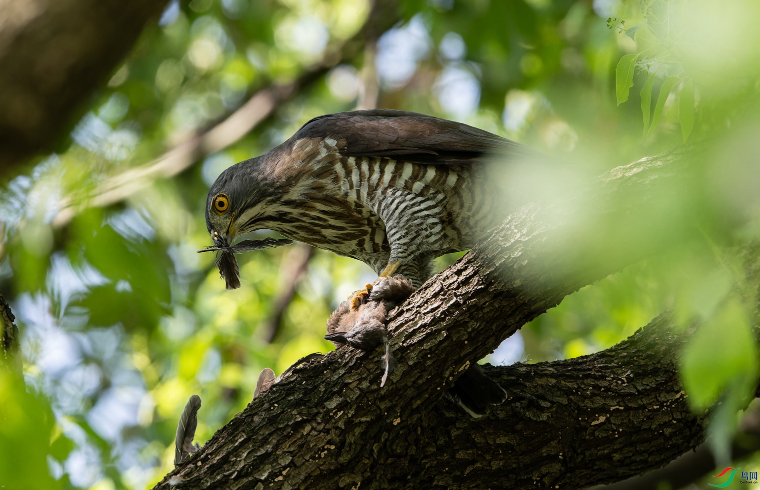 _DSC8403-NEF_DxO_DeepPRIMEXD-1.jpg